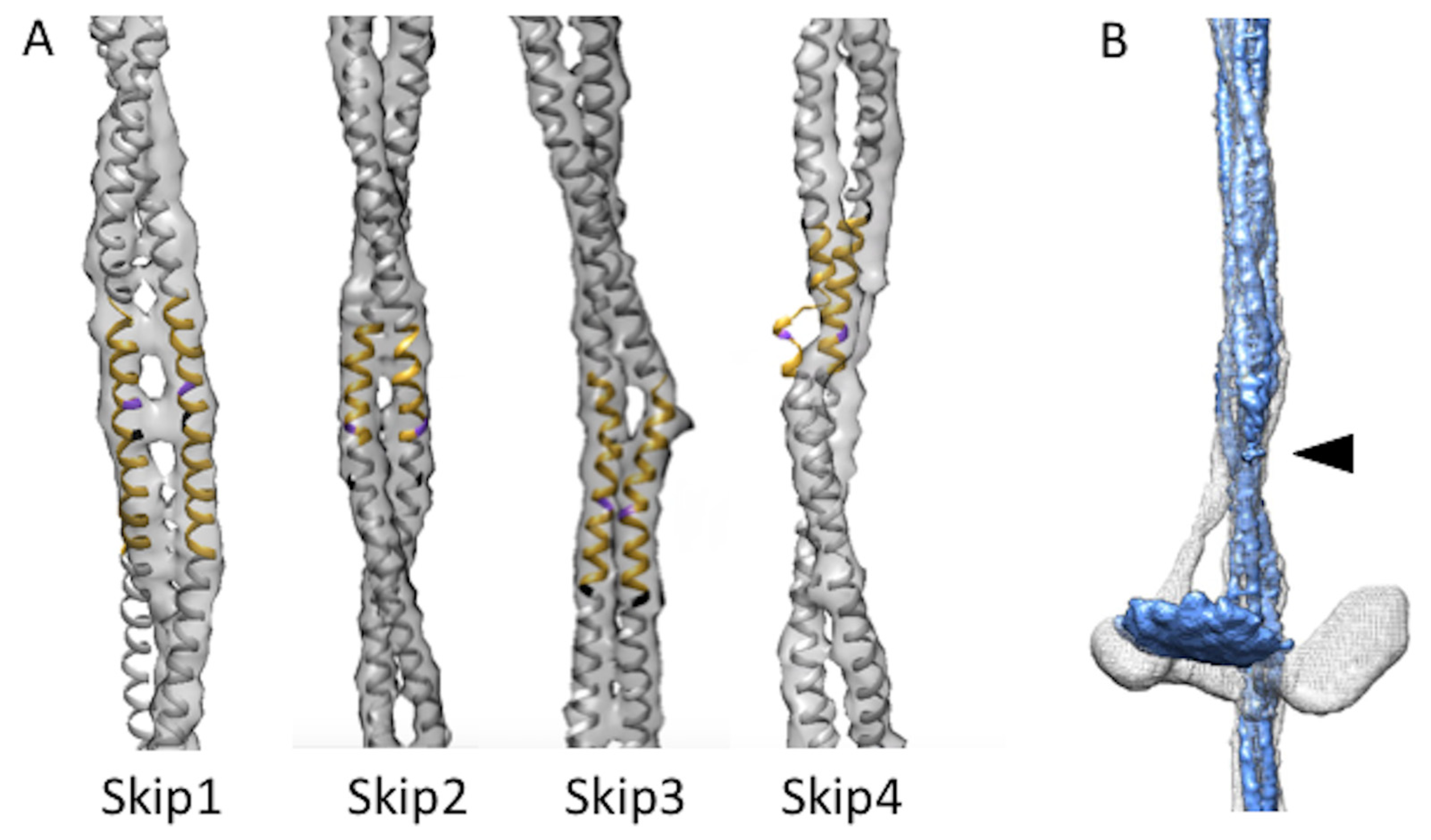 Ijms 24 00377 g002 Ijms 24 00377 g002