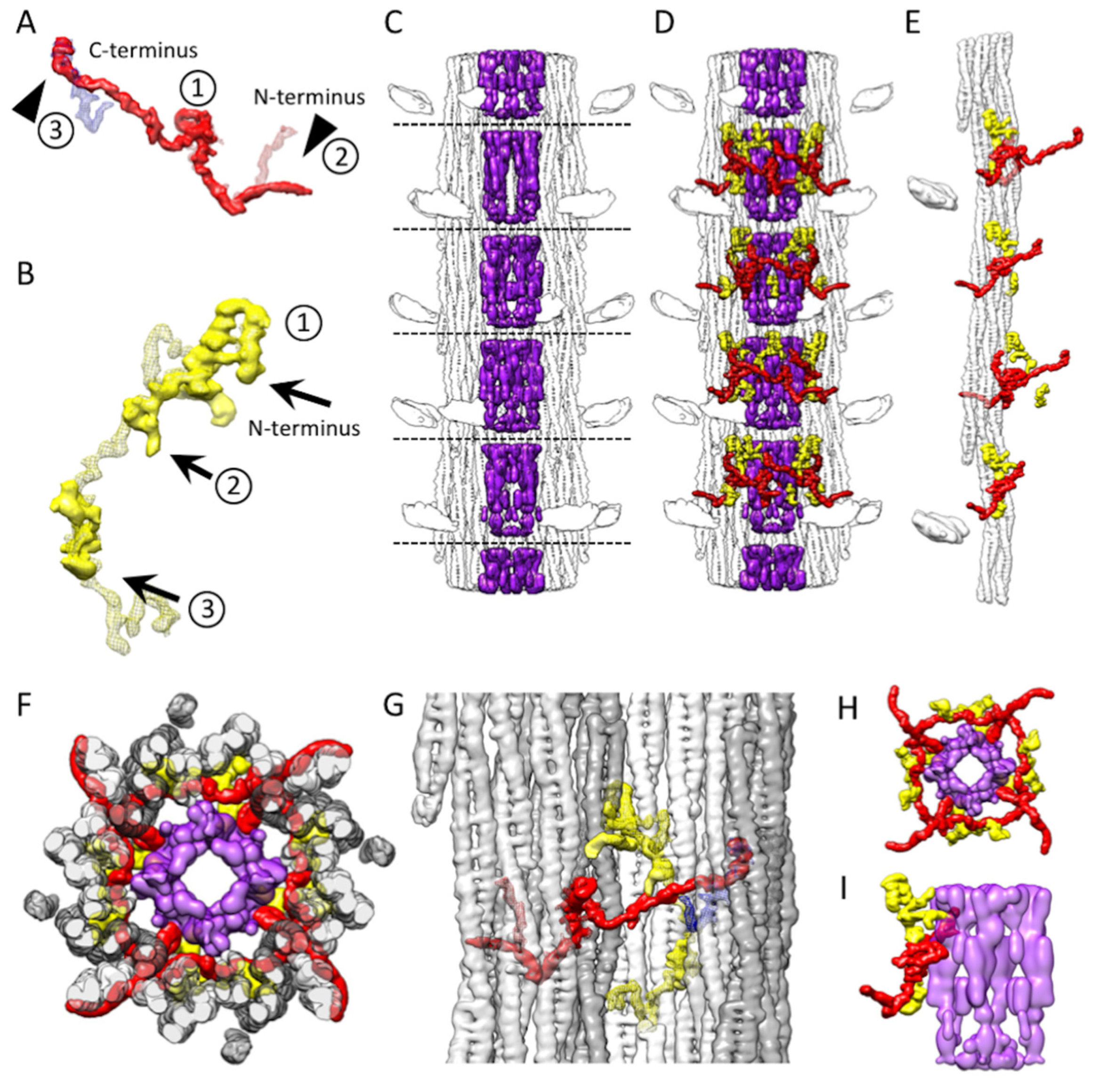 Ijms 24 00377 g005 Ijms 24 00377 g005