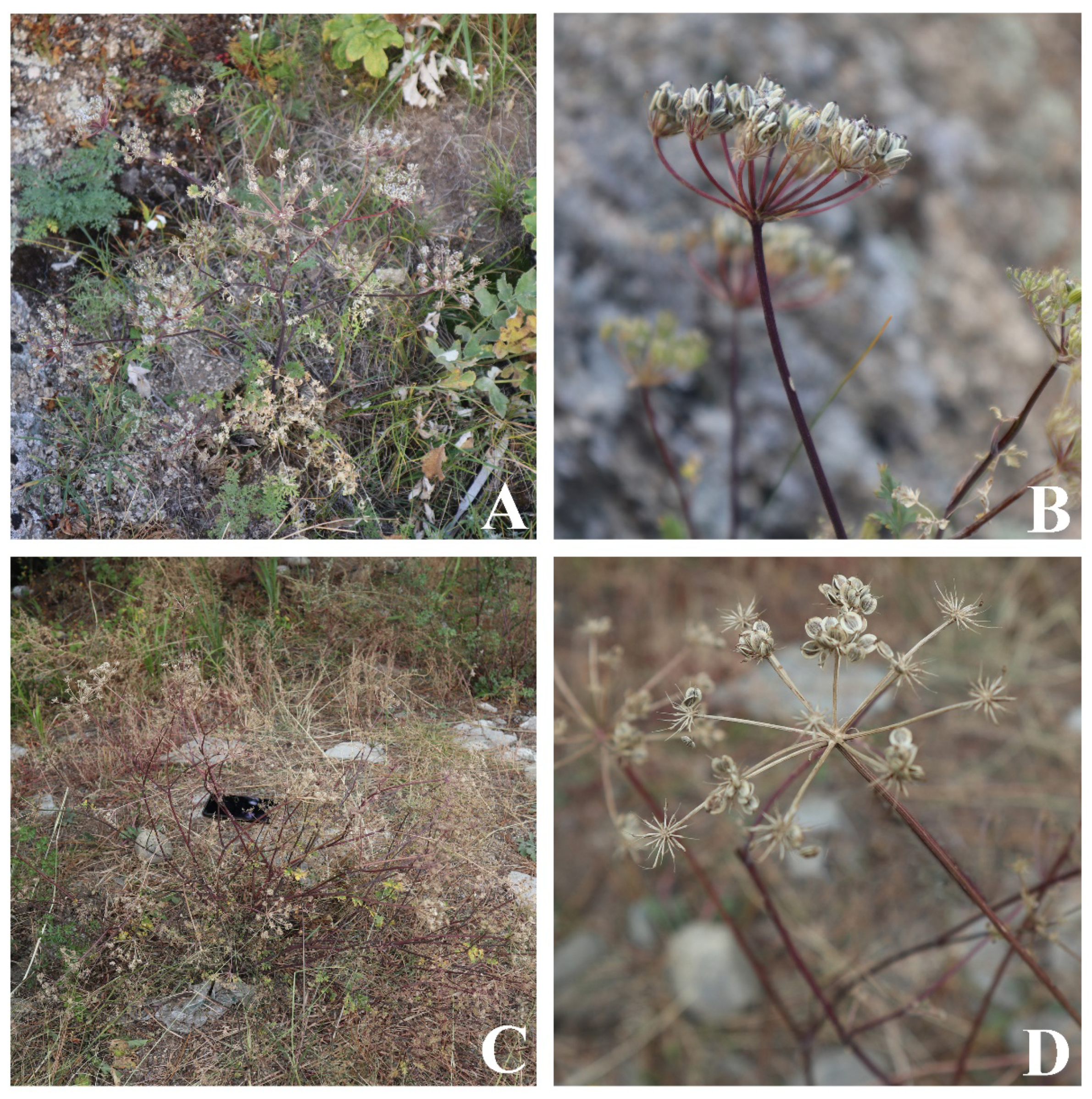 IJMS | Free Full-Text | Plastid Phylogenomics Provide Evidence to 