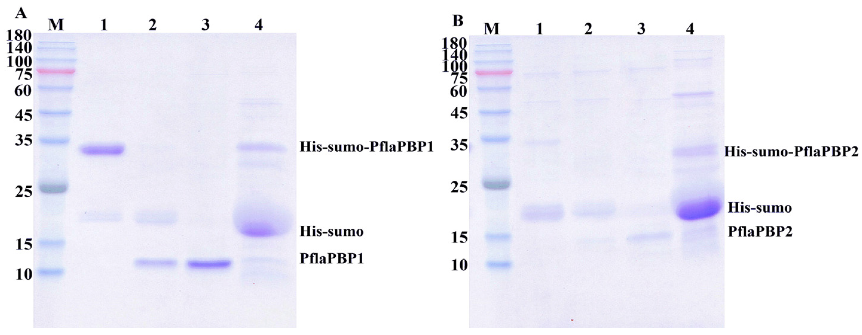 Ijms 24 00385 g003 Ijms 24 00385 g003