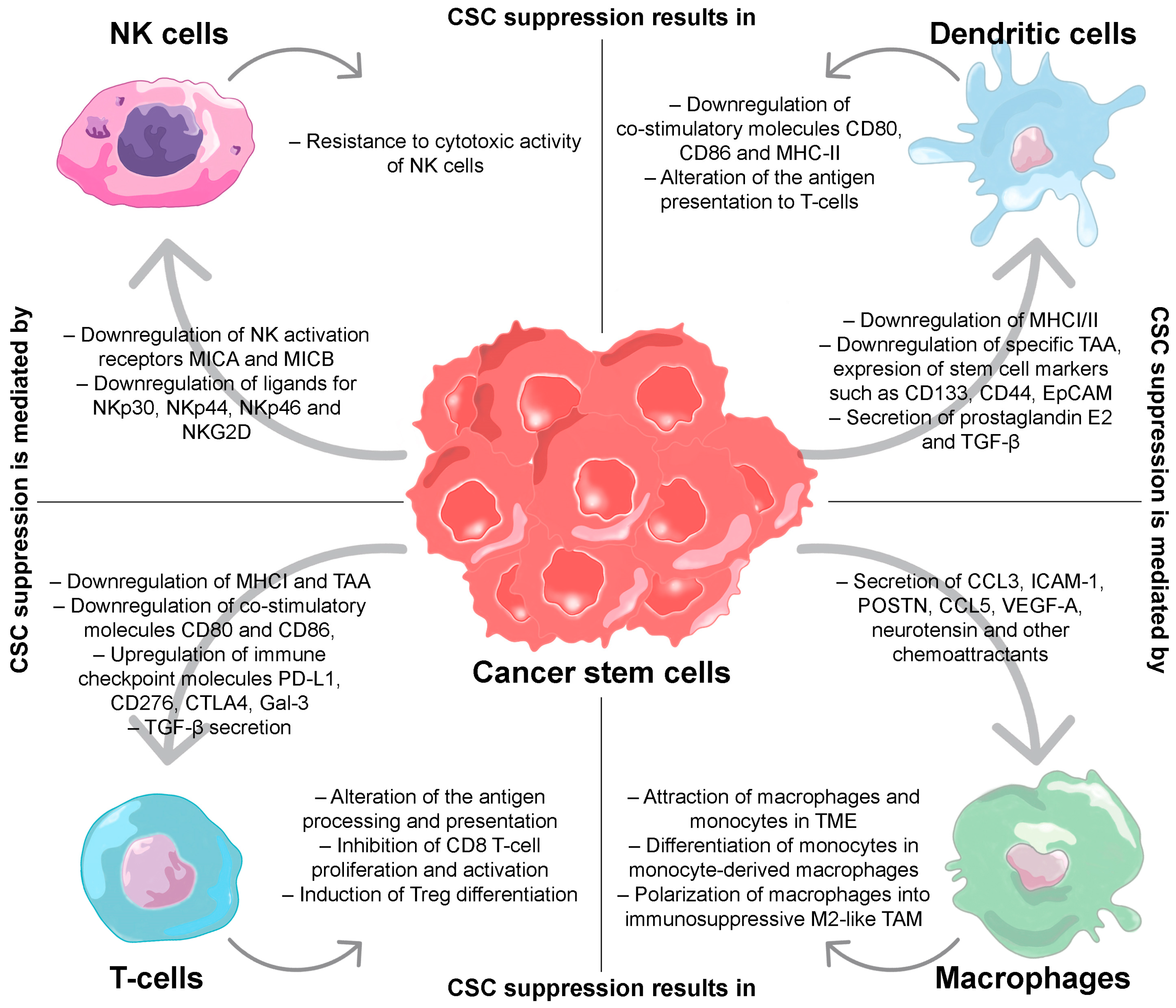 The Role of Cancer Stem Cells and Their ... Biology Diagrams