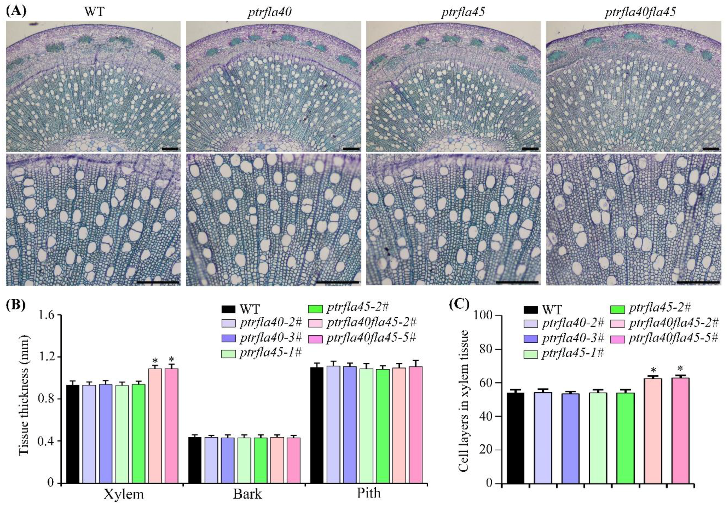 Ijms 24 00427 g005 Ijms 24 00427 g005