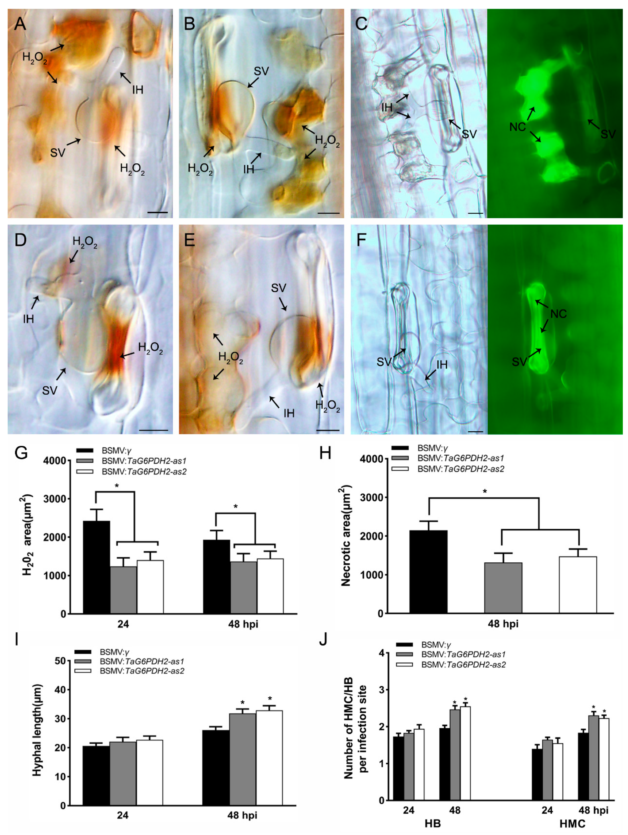 Ijms 24 00459 g005 Ijms 24 00459 g005