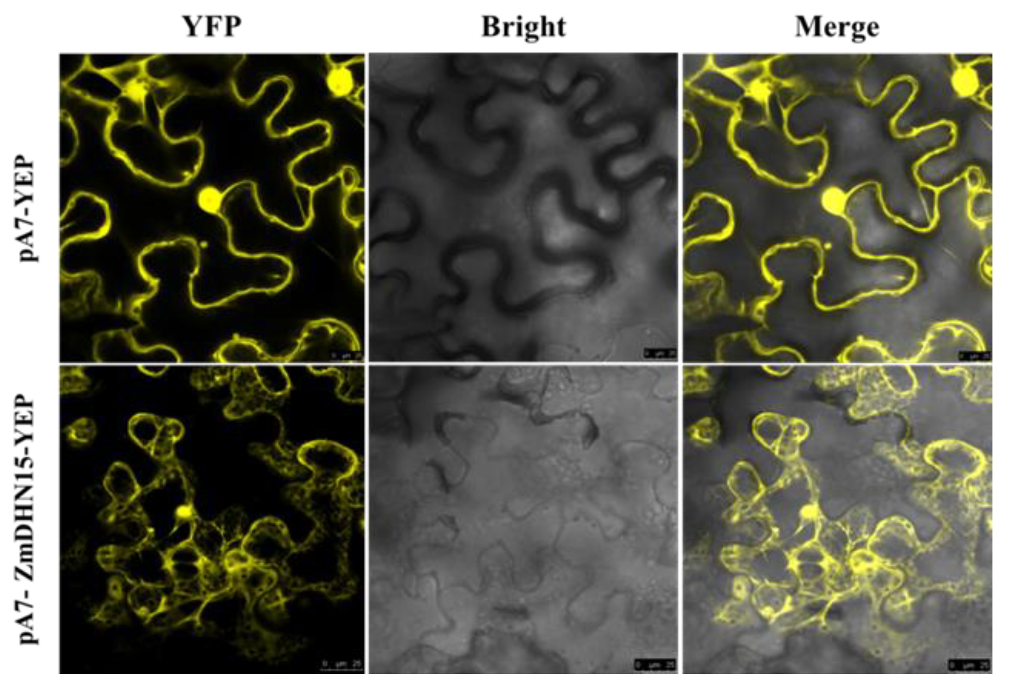 Ijms 24 00480 g003 Ijms 24 00480 g003