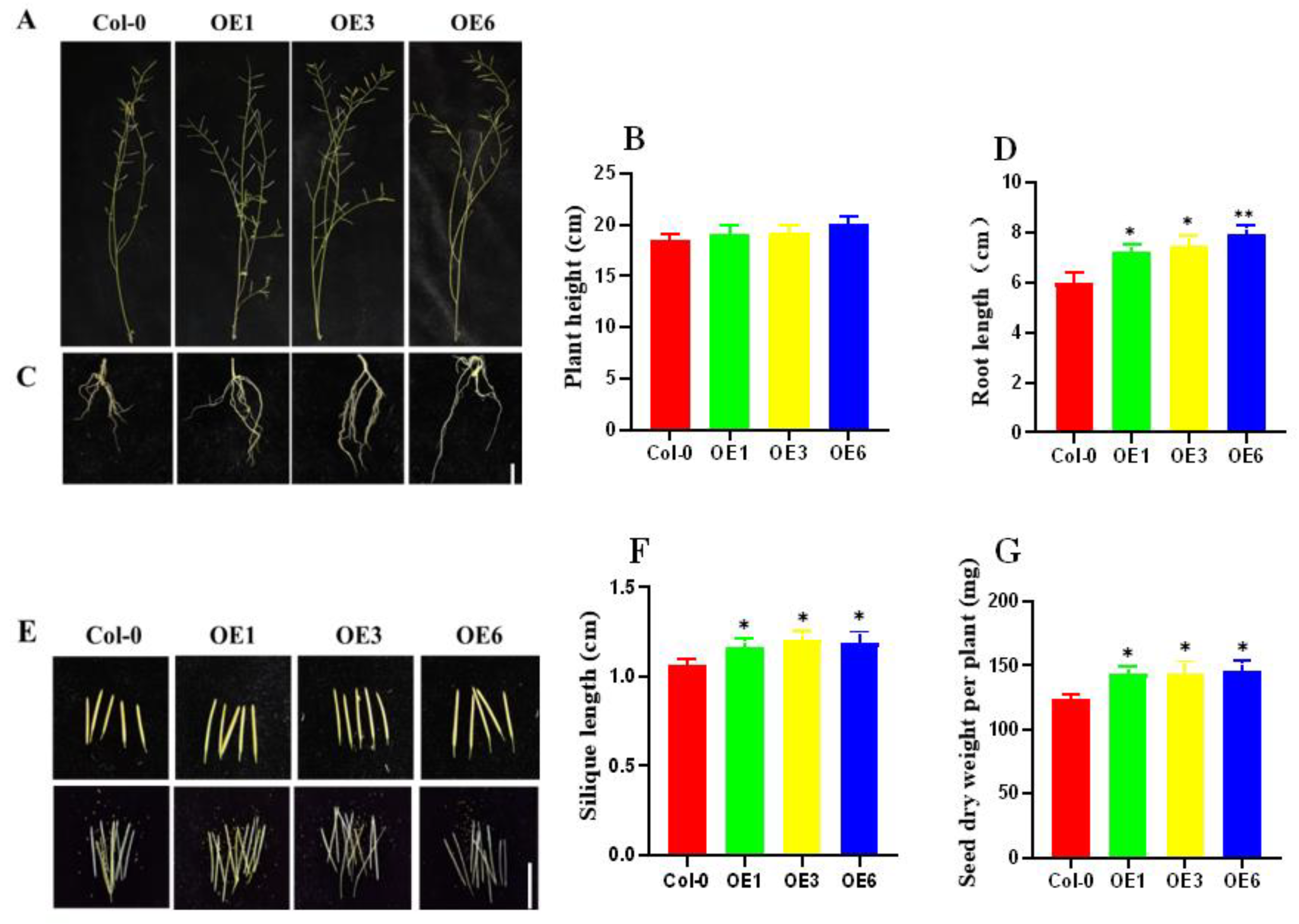 Ijms 24 00480 g007 Ijms 24 00480 g007