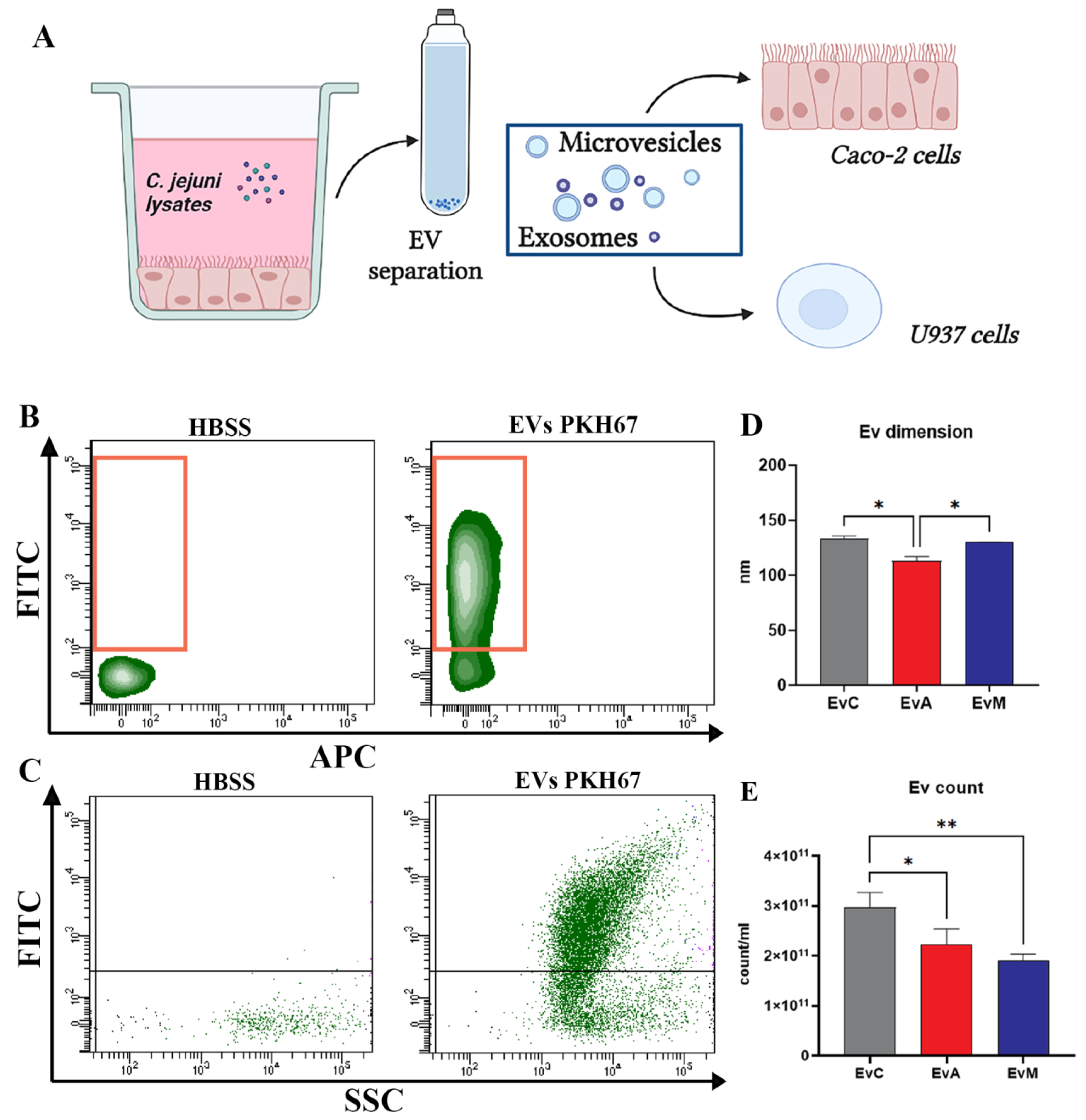 Ijms 24 00487 g005 Ijms 24 00487 g005