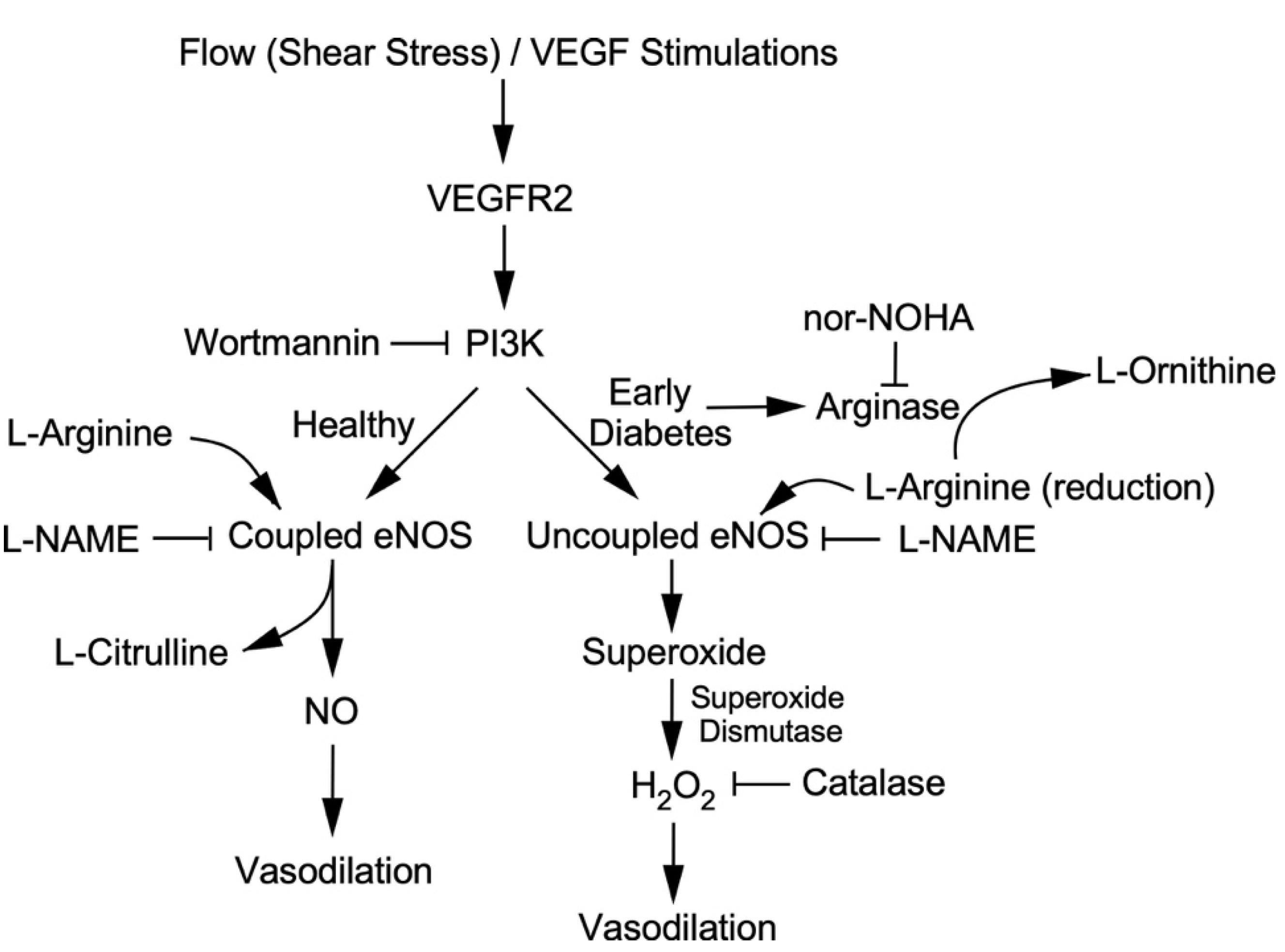 Ijms 24 00489 g007 Ijms 24 00489 g007