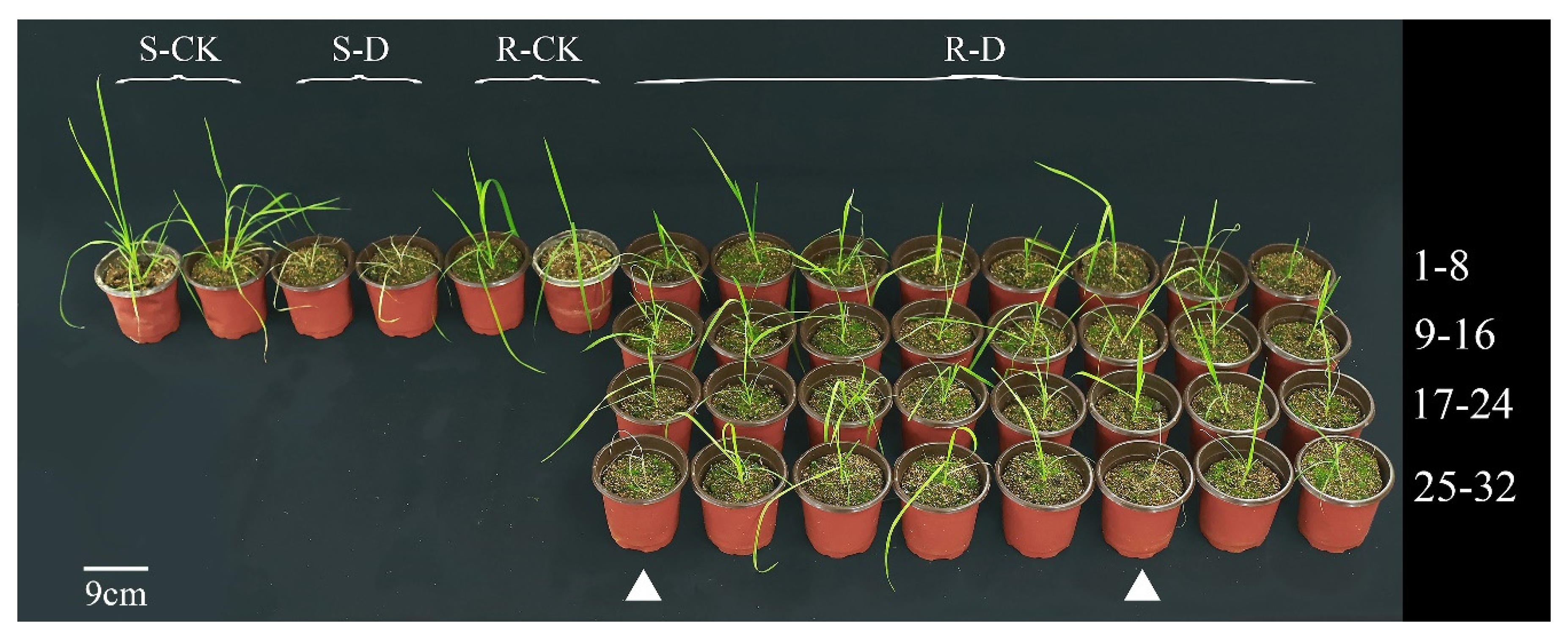 Ijms 24 00528 g003 Ijms 24 00528 g003