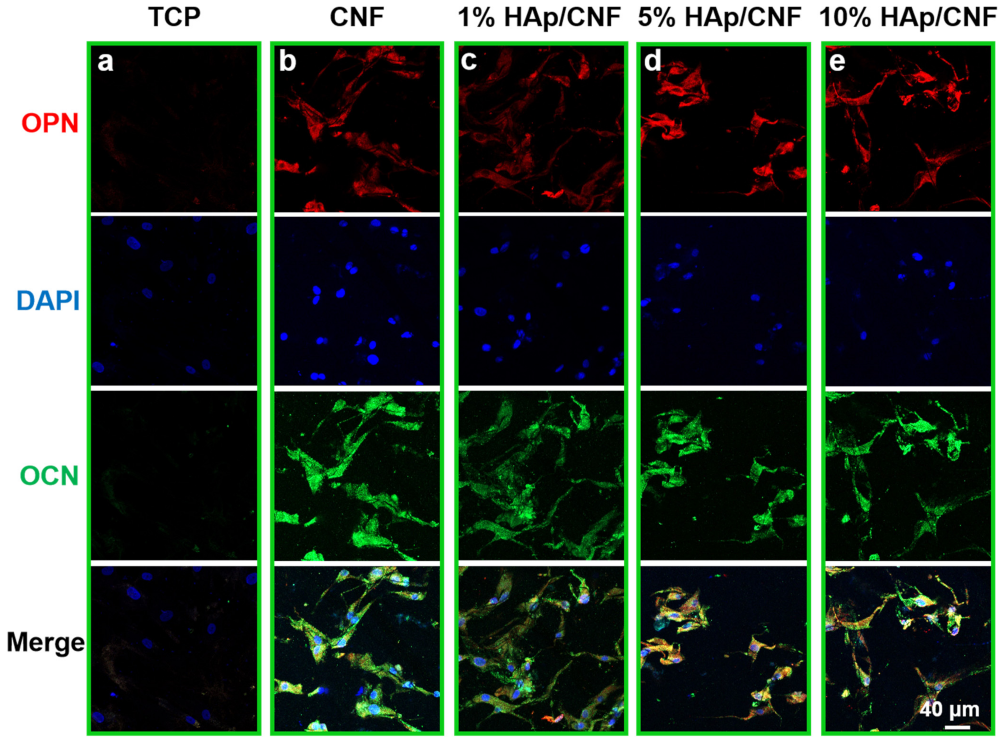 Ijms 24 00530 g005 Ijms 24 00530 g005