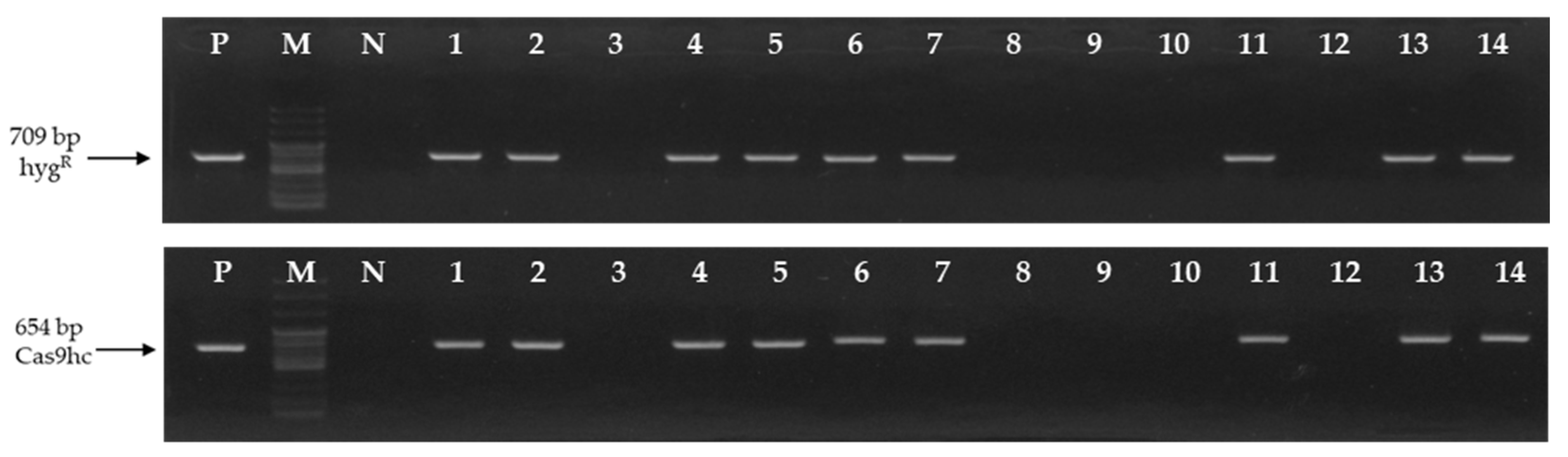 Ijms 24 00541 g002 Ijms 24 00541 g002