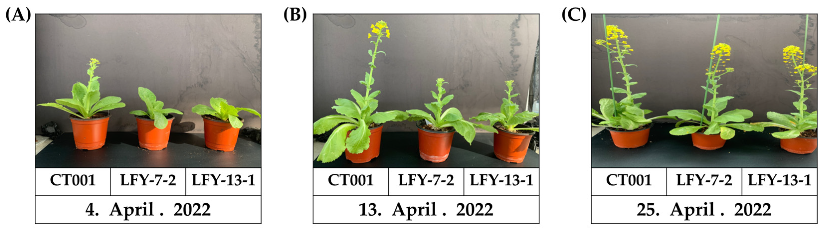 Ijms 24 00541 g007 Ijms 24 00541 g007