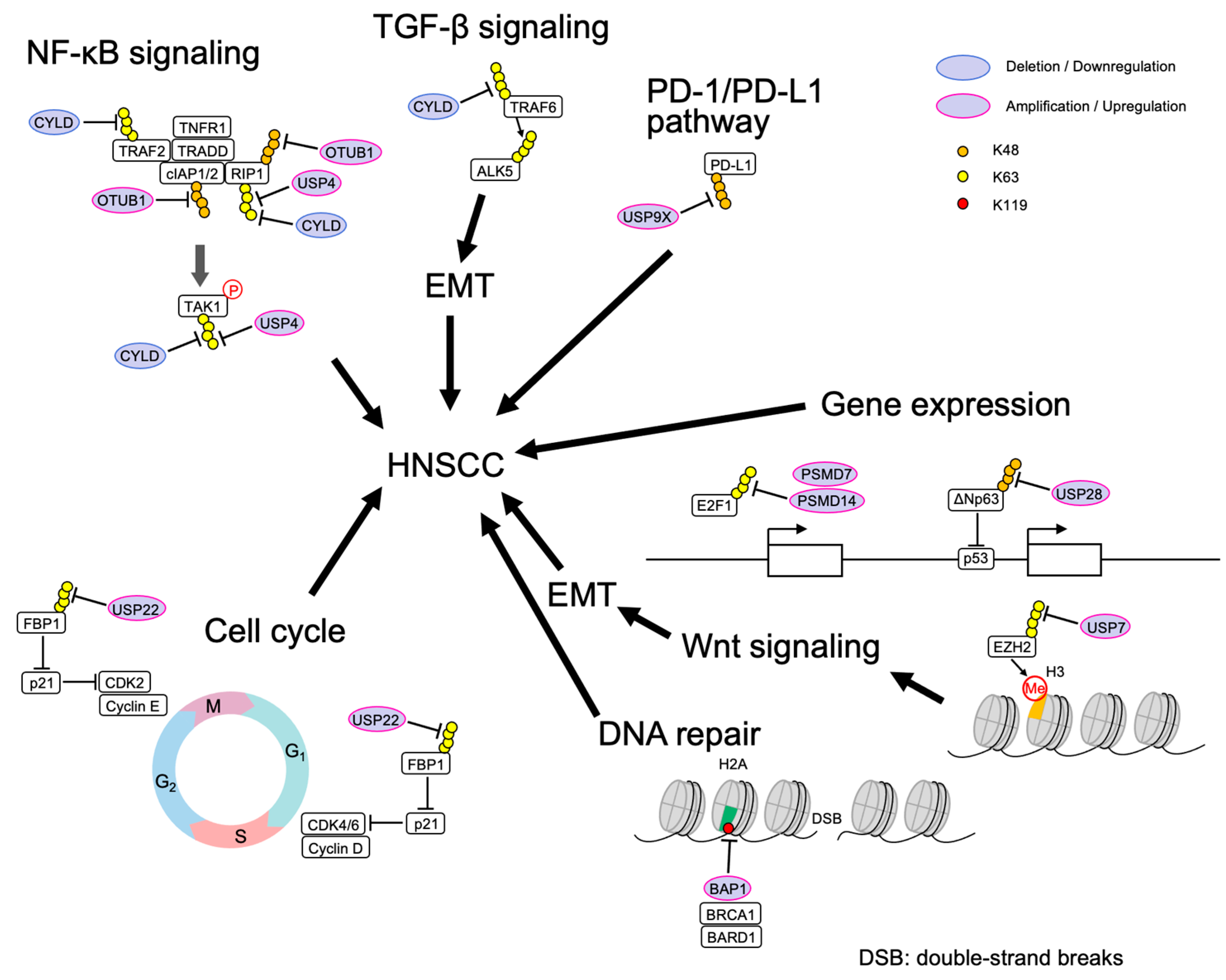 Ijms 24 00552 g002 Ijms 24 00552 g002