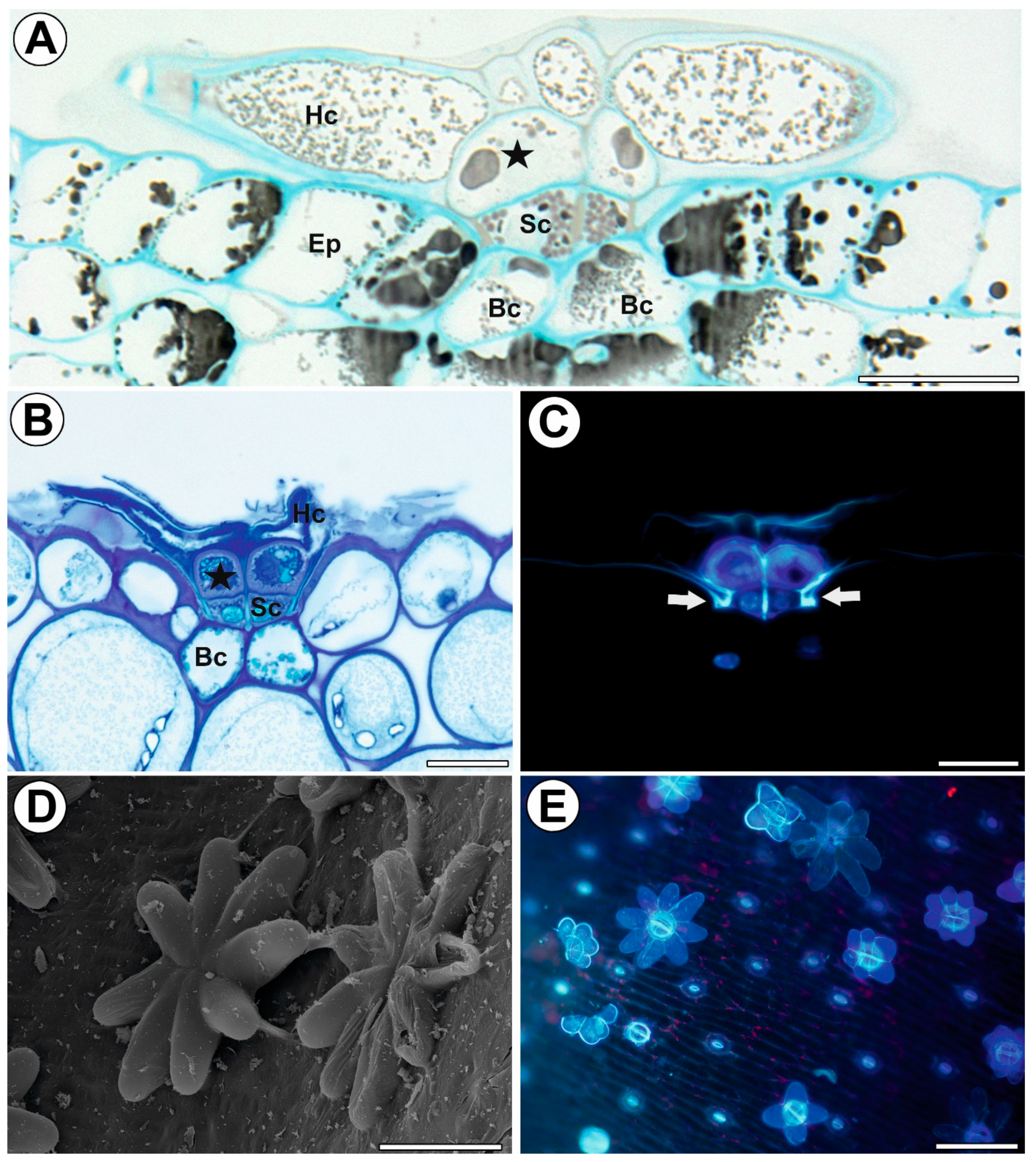Ijms 24 00553 g002 Ijms 24 00553 g002