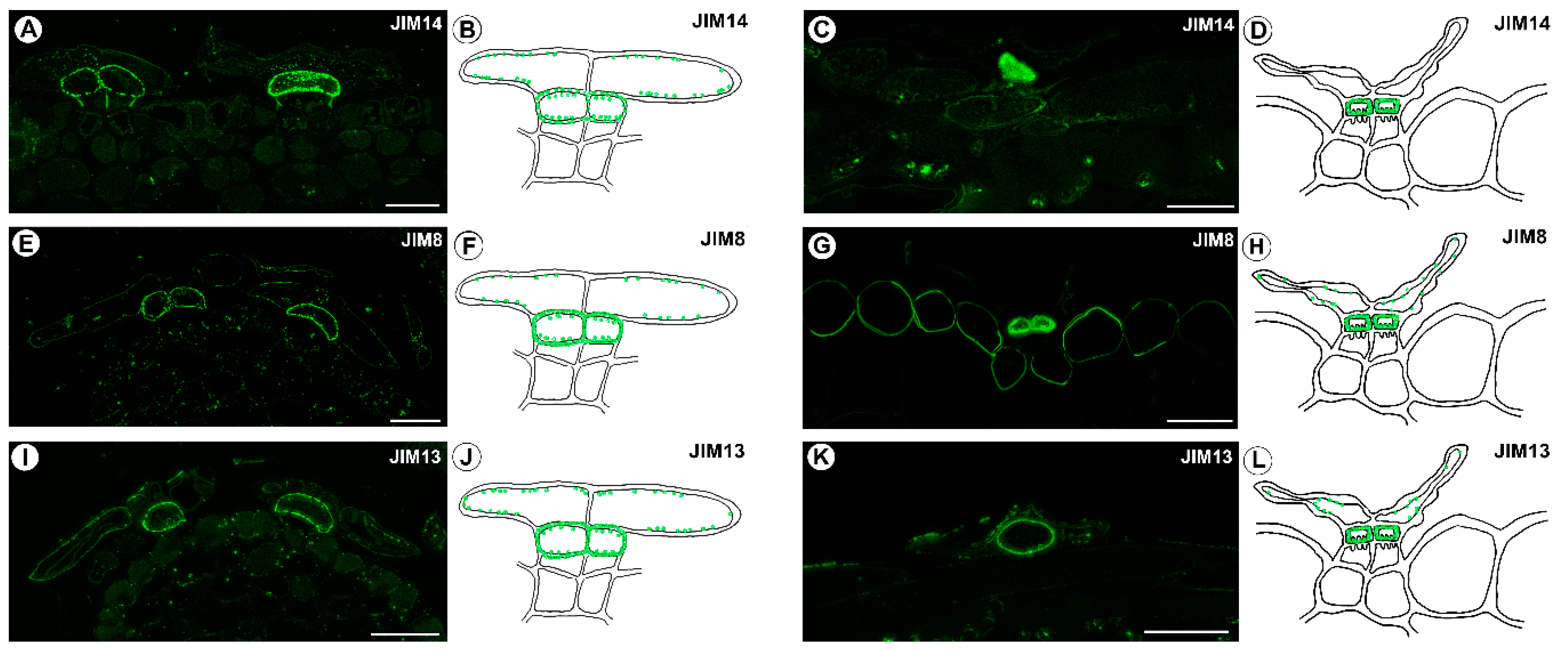 Ijms 24 00553 g004 Ijms 24 00553 g004