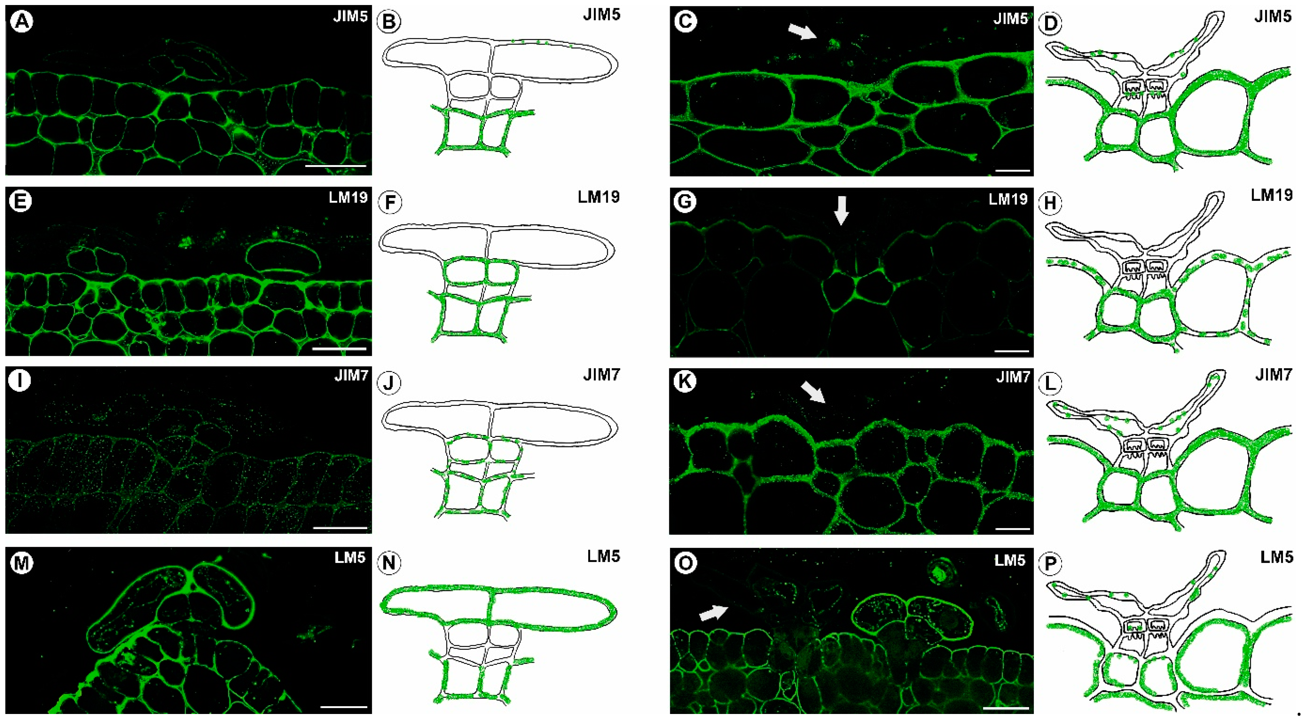 Ijms 24 00553 g005 Ijms 24 00553 g005
