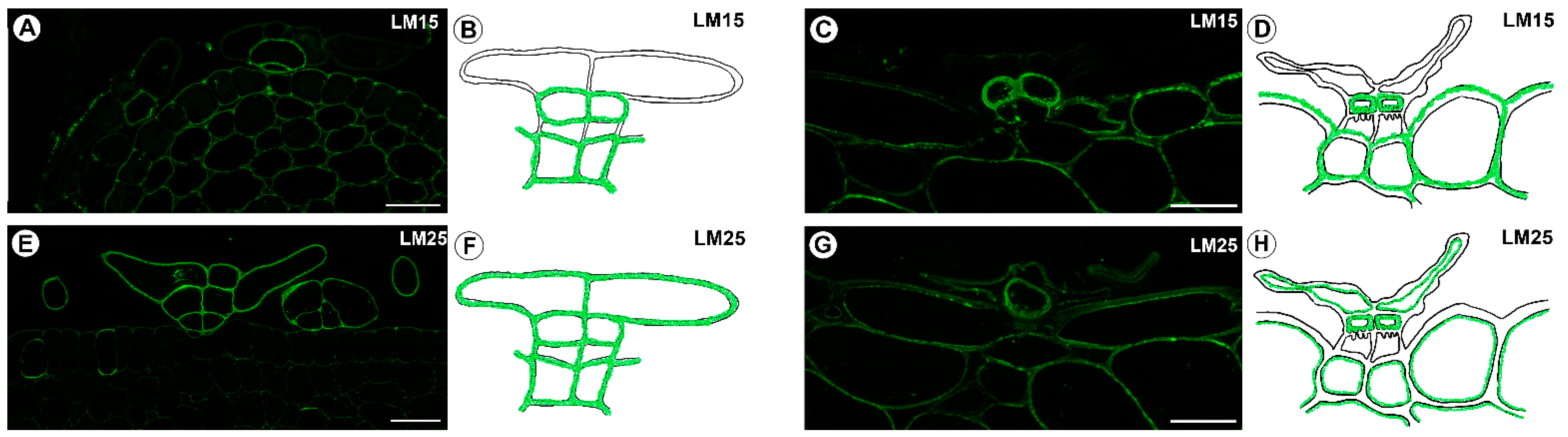 Ijms 24 00553 g006 Ijms 24 00553 g006