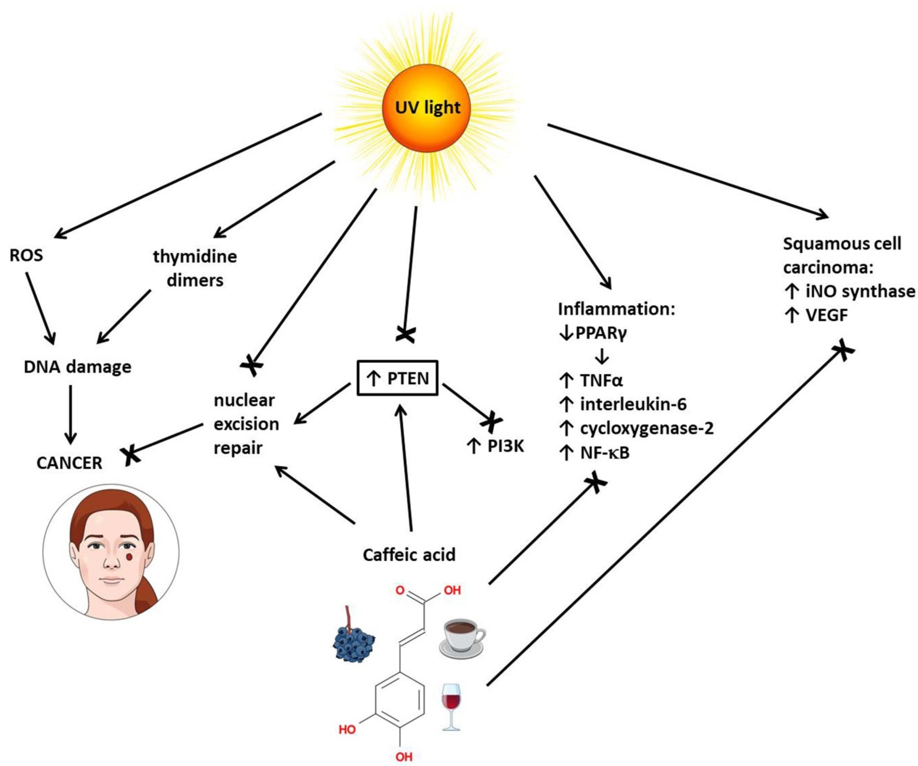 mint Caffeic Acid and Diseases—Mechanisms of Action