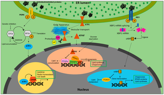 Current Understanding on the Role of Lipids in Macrophages and ...