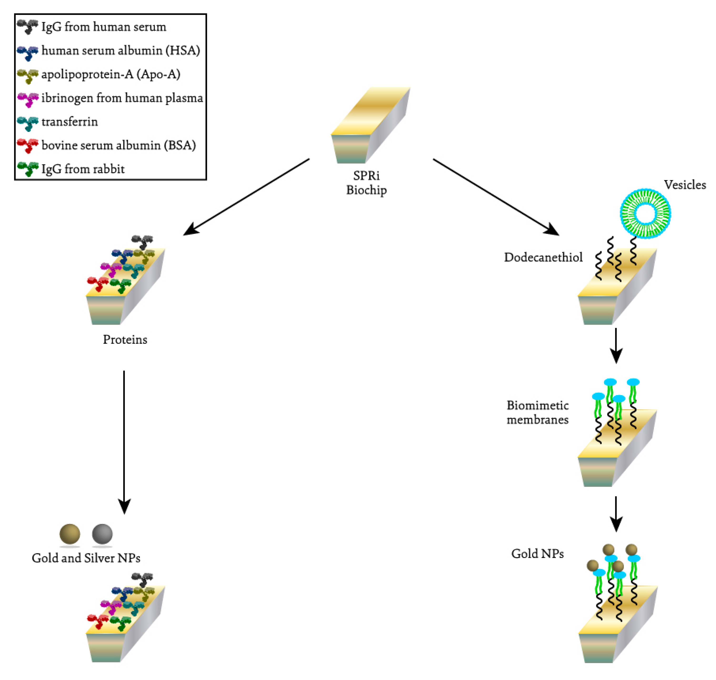 Ijms 24 00591 g001 Ijms 24 00591 g001