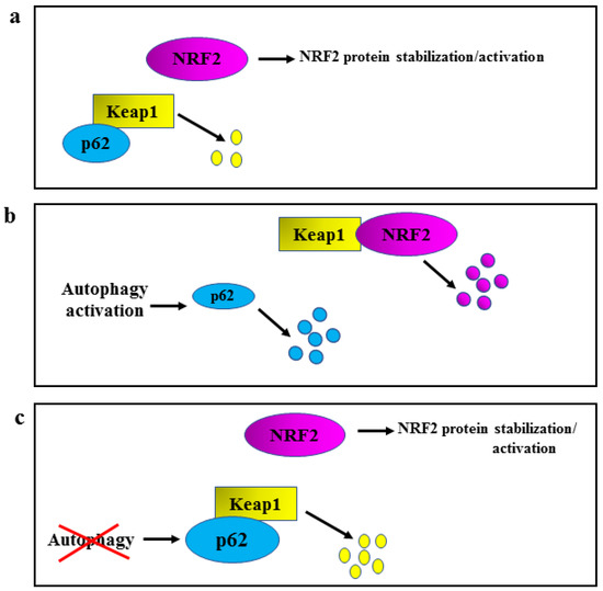 The dual role of p62 in ferroptosis of glioblastoma