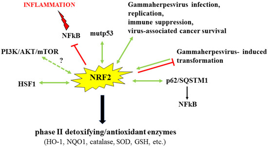 NRF2 in Cancer: Cross-Talk with Oncogenic Pathways and