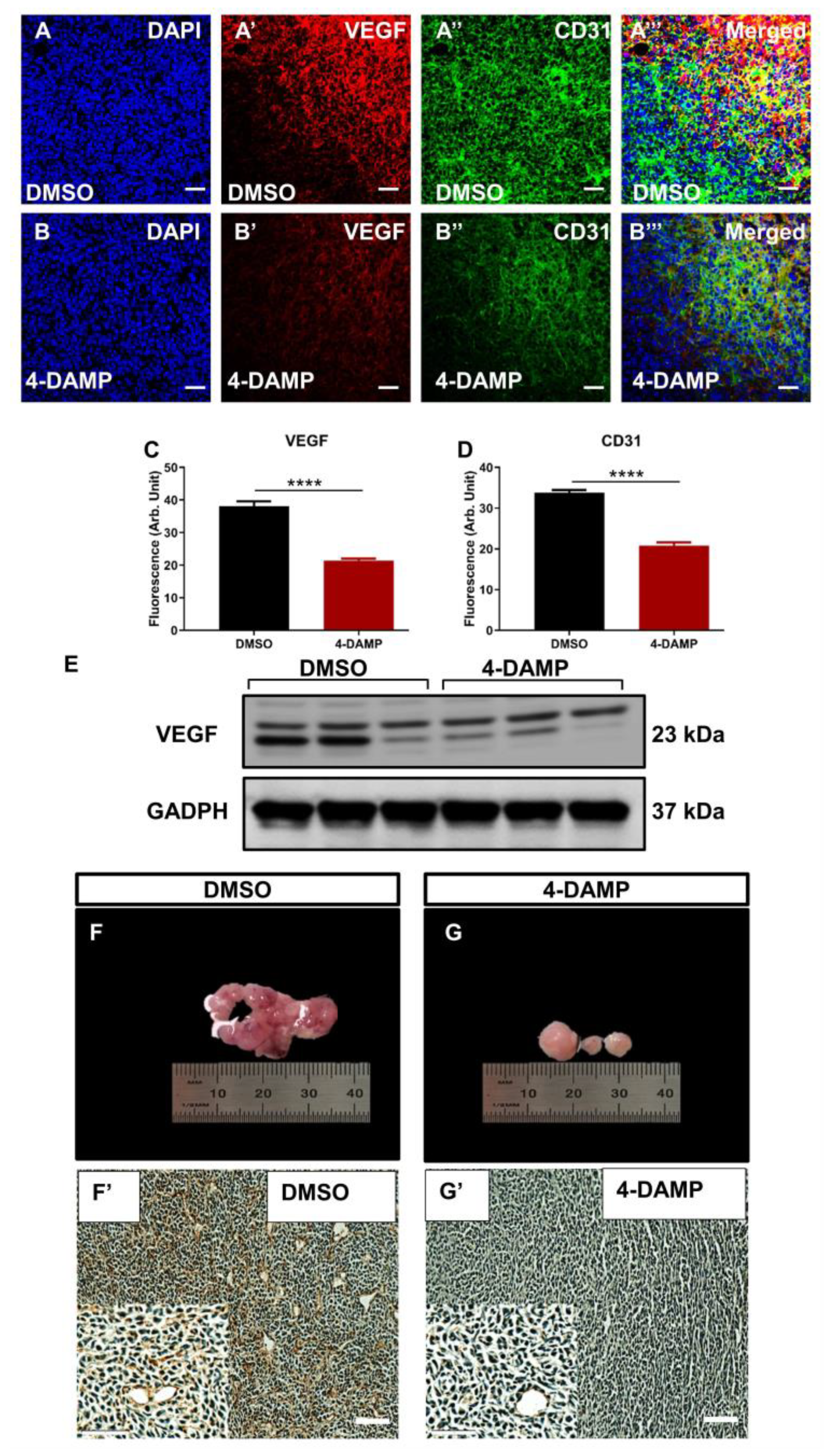Ijms 24 00596 g008 Ijms 24 00596 g008
