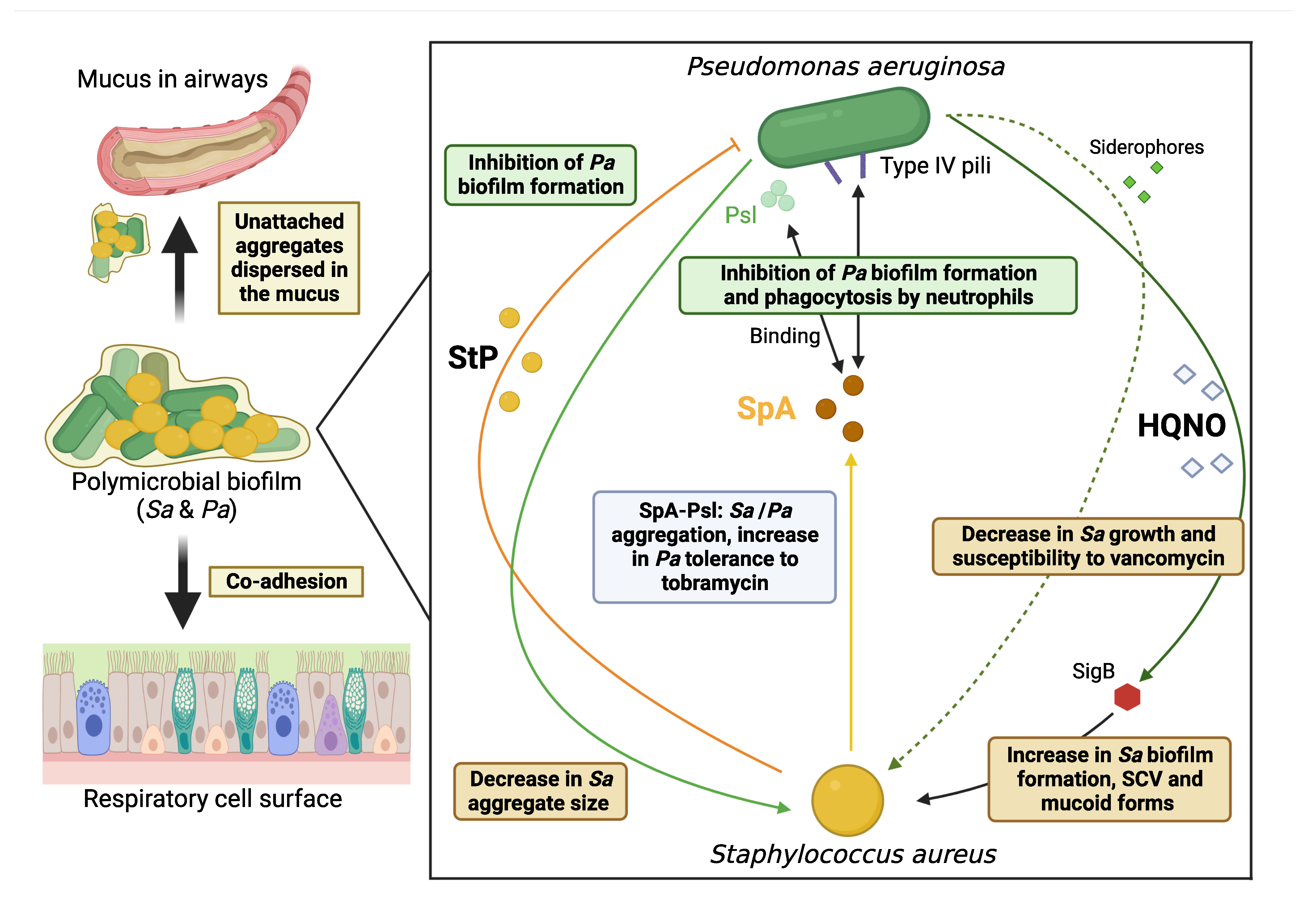 Ijms 24 00597 g002 Ijms 24 00597 g002