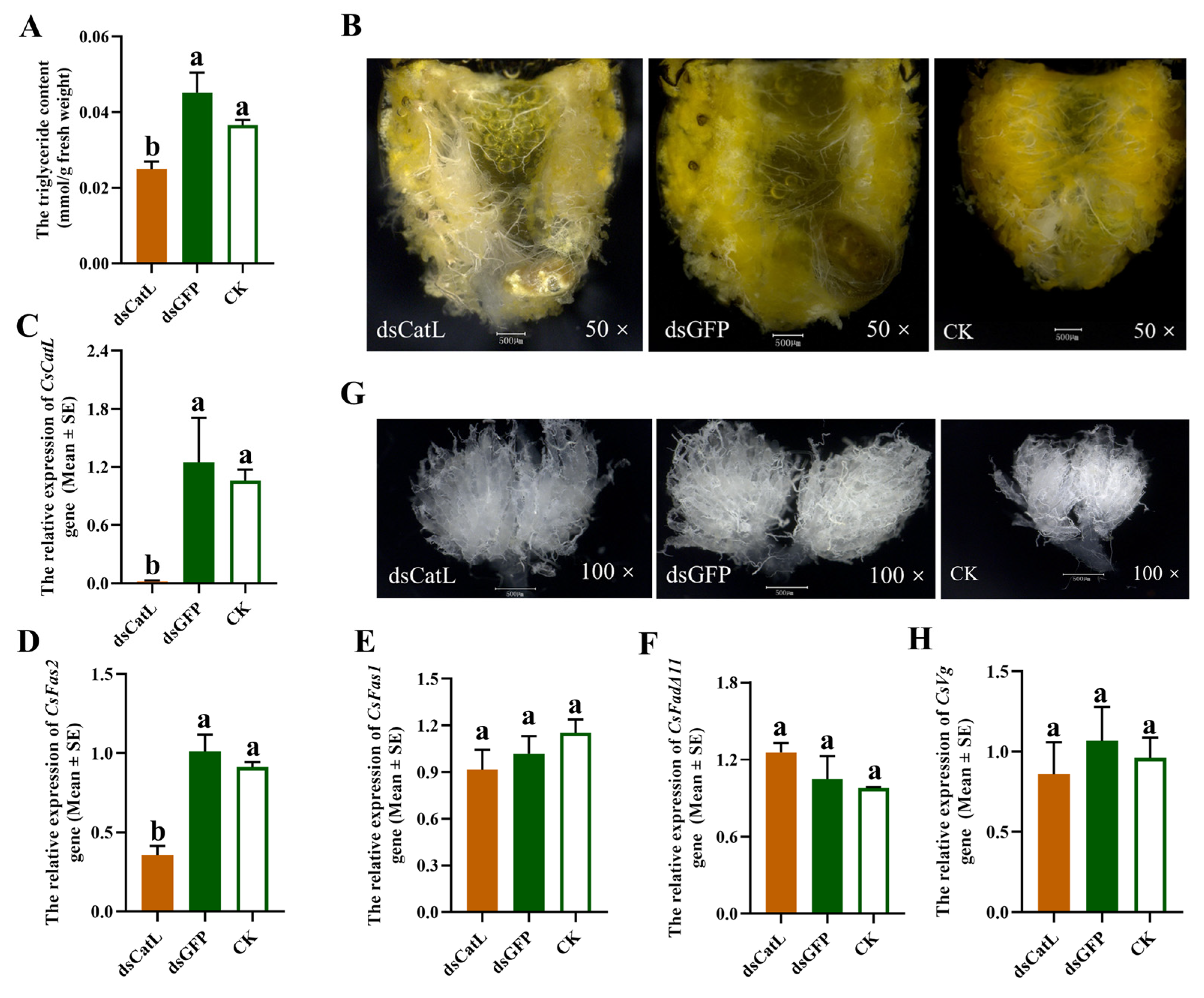 Ijms 24 00611 g004 Ijms 24 00611 g004