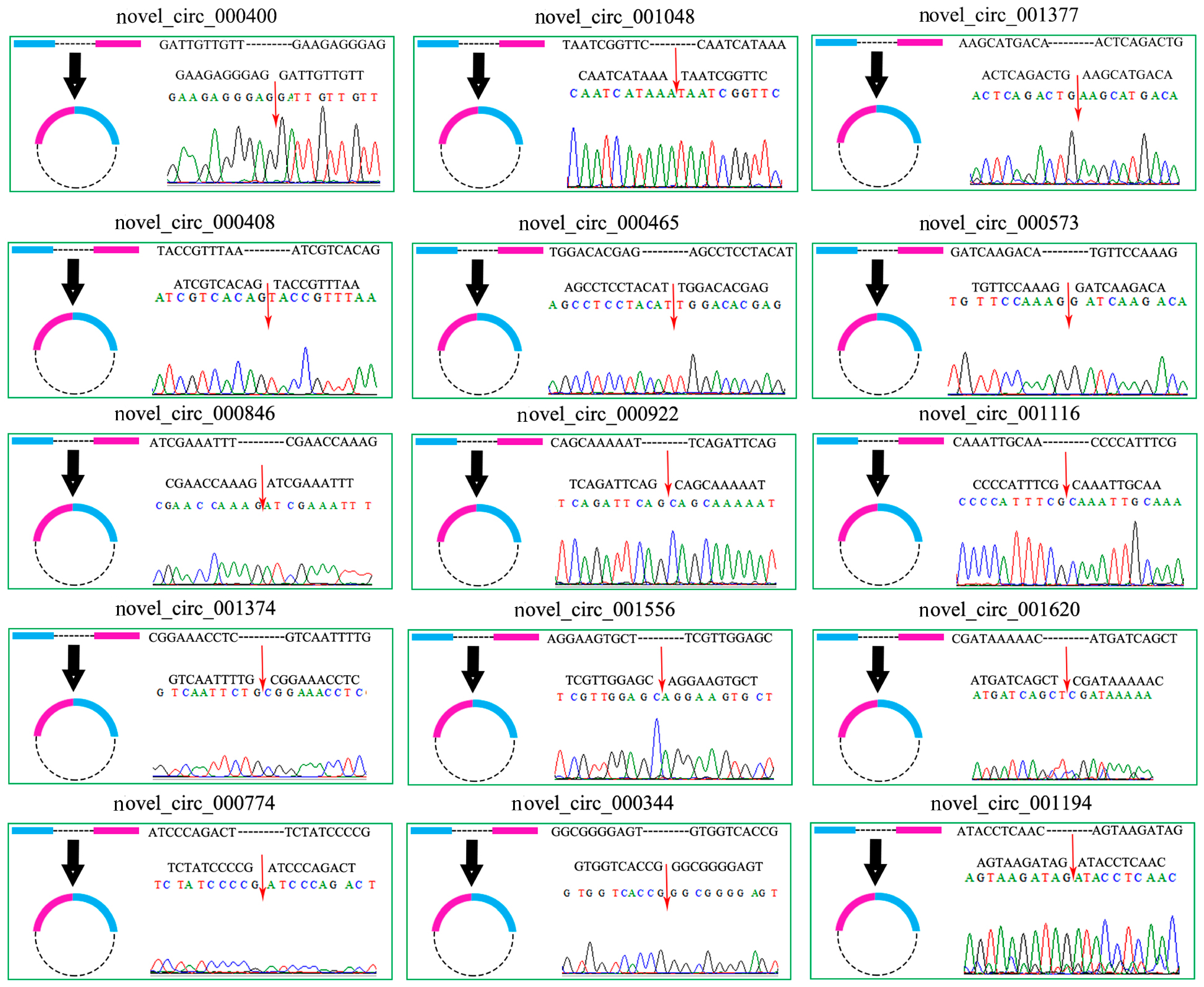 Ijms 24 00613 g007 Ijms 24 00613 g007