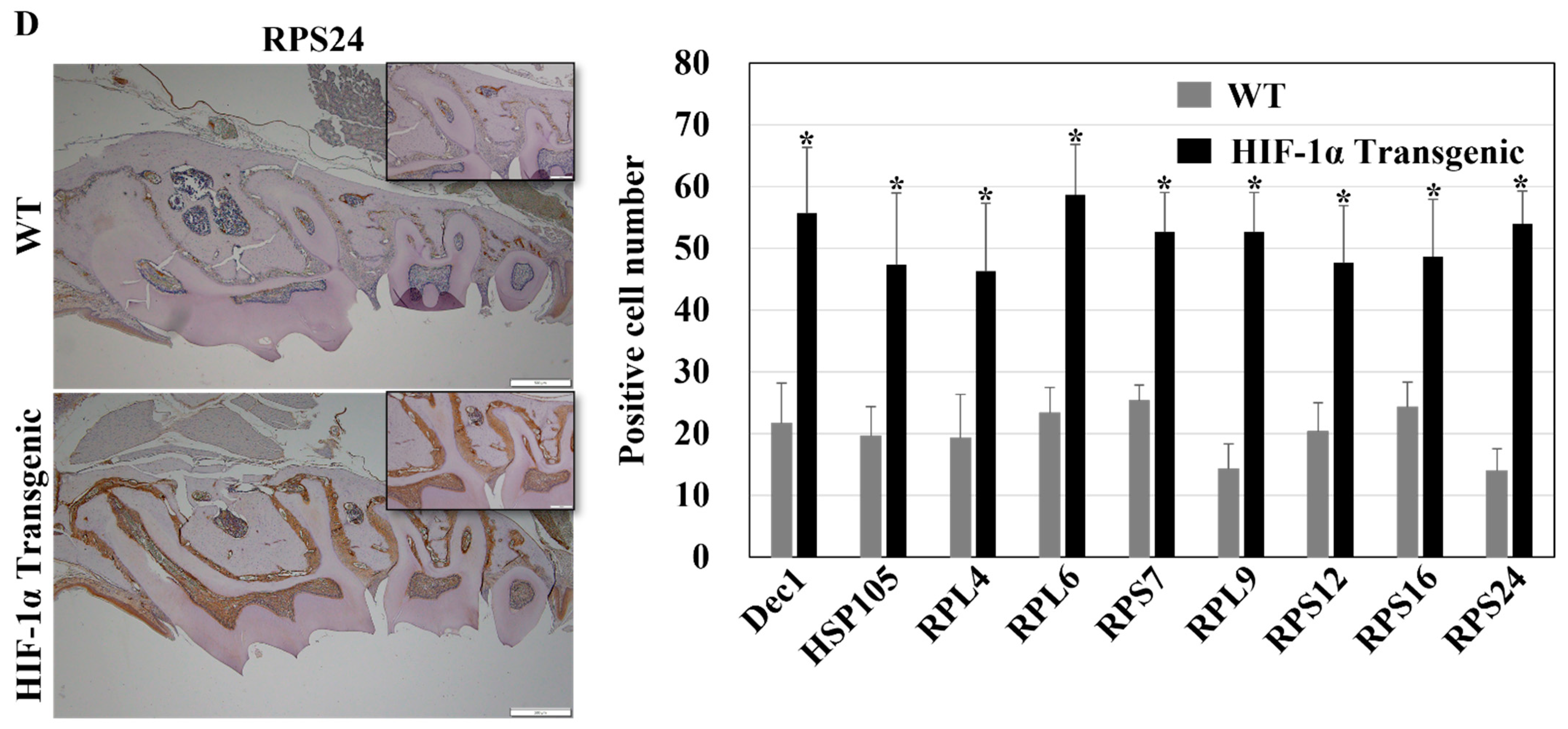 Ijms 24 00618 g005b Ijms 24 00618 g005b