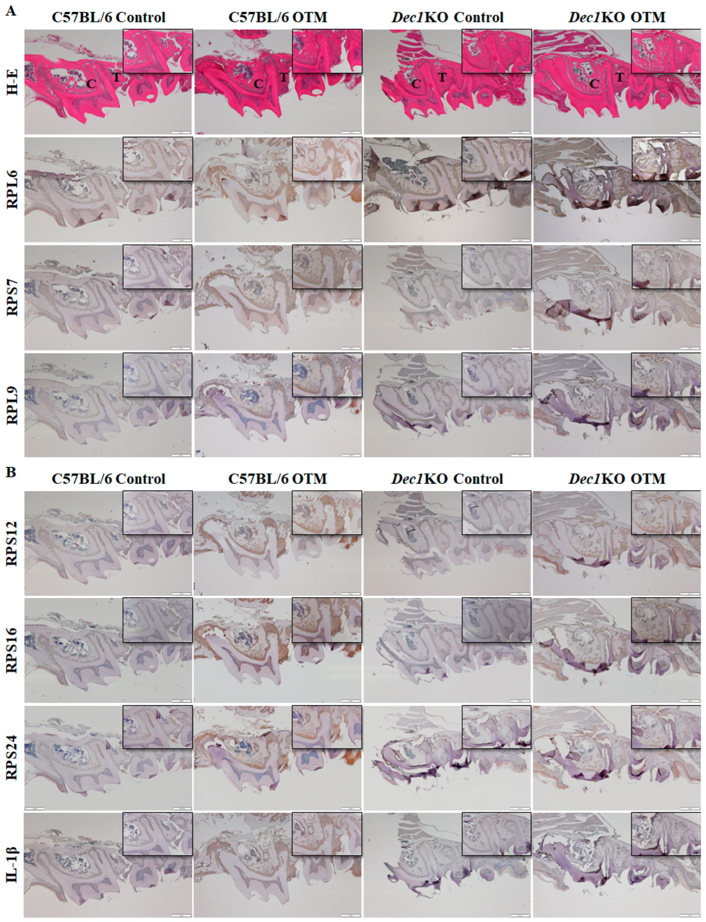 Ijms 24 00618 g008a Ijms 24 00618 g008a