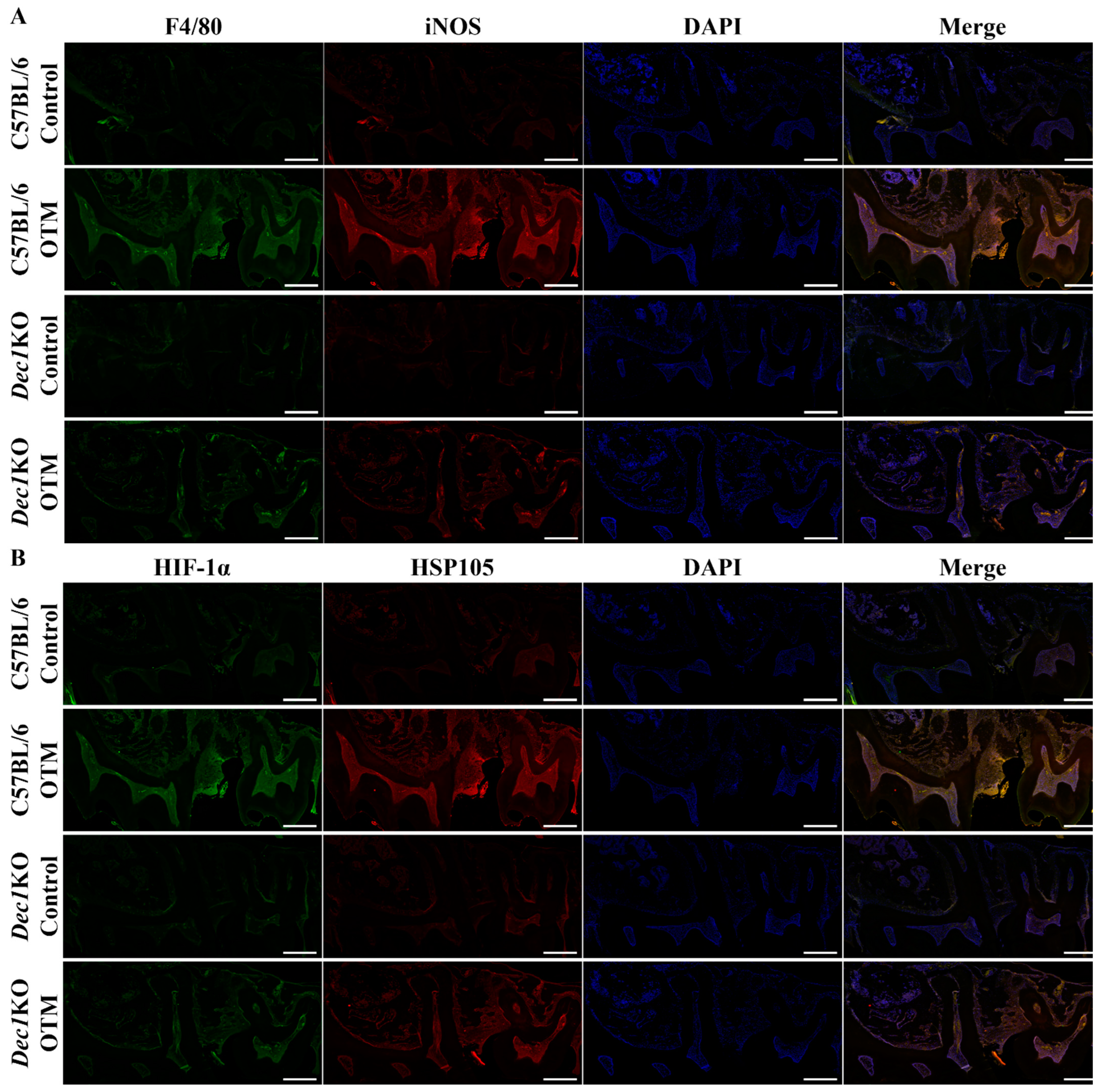 Ijms 24 00618 g010 Ijms 24 00618 g010