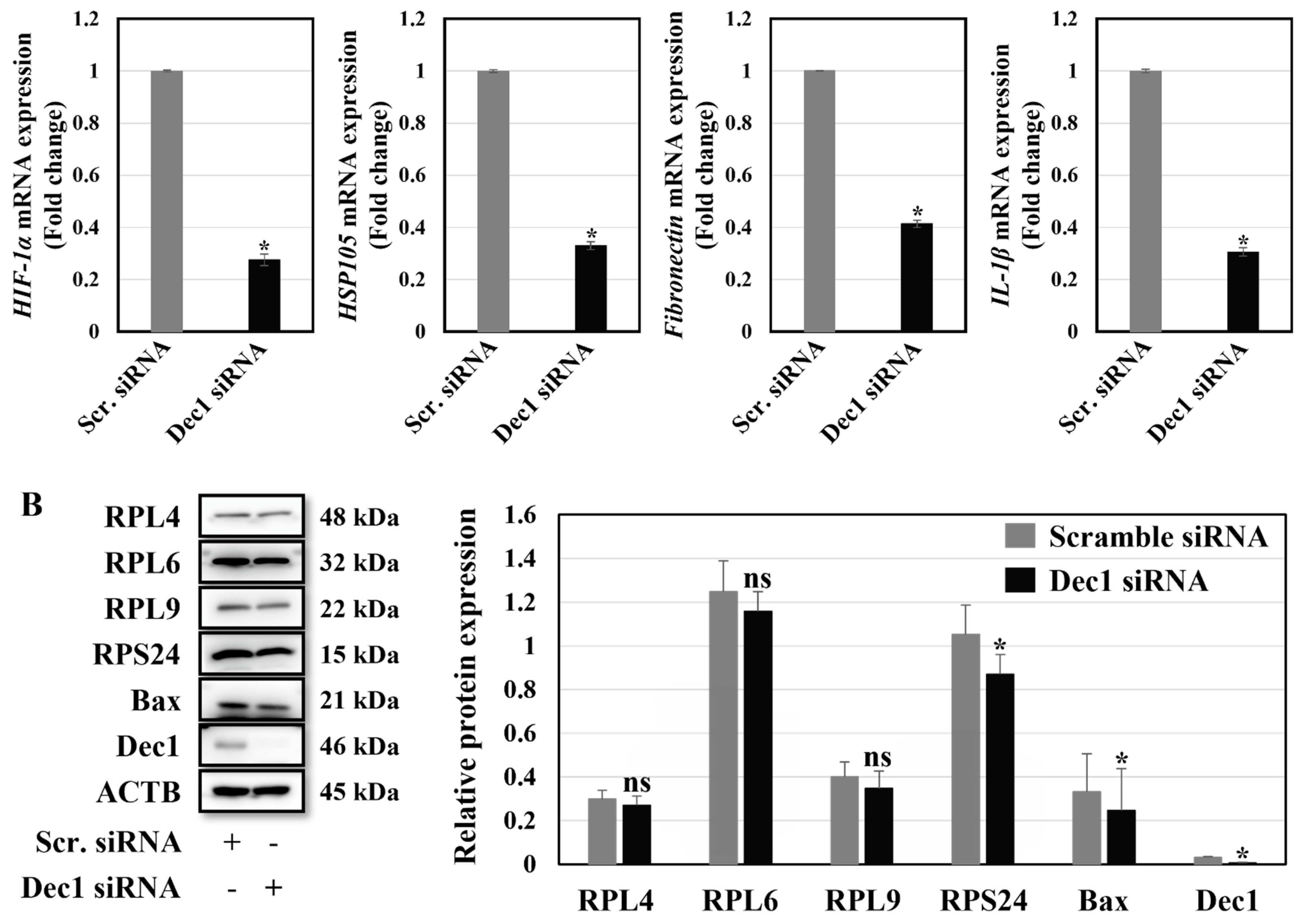 Ijms 24 00618 g012b Ijms 24 00618 g012b