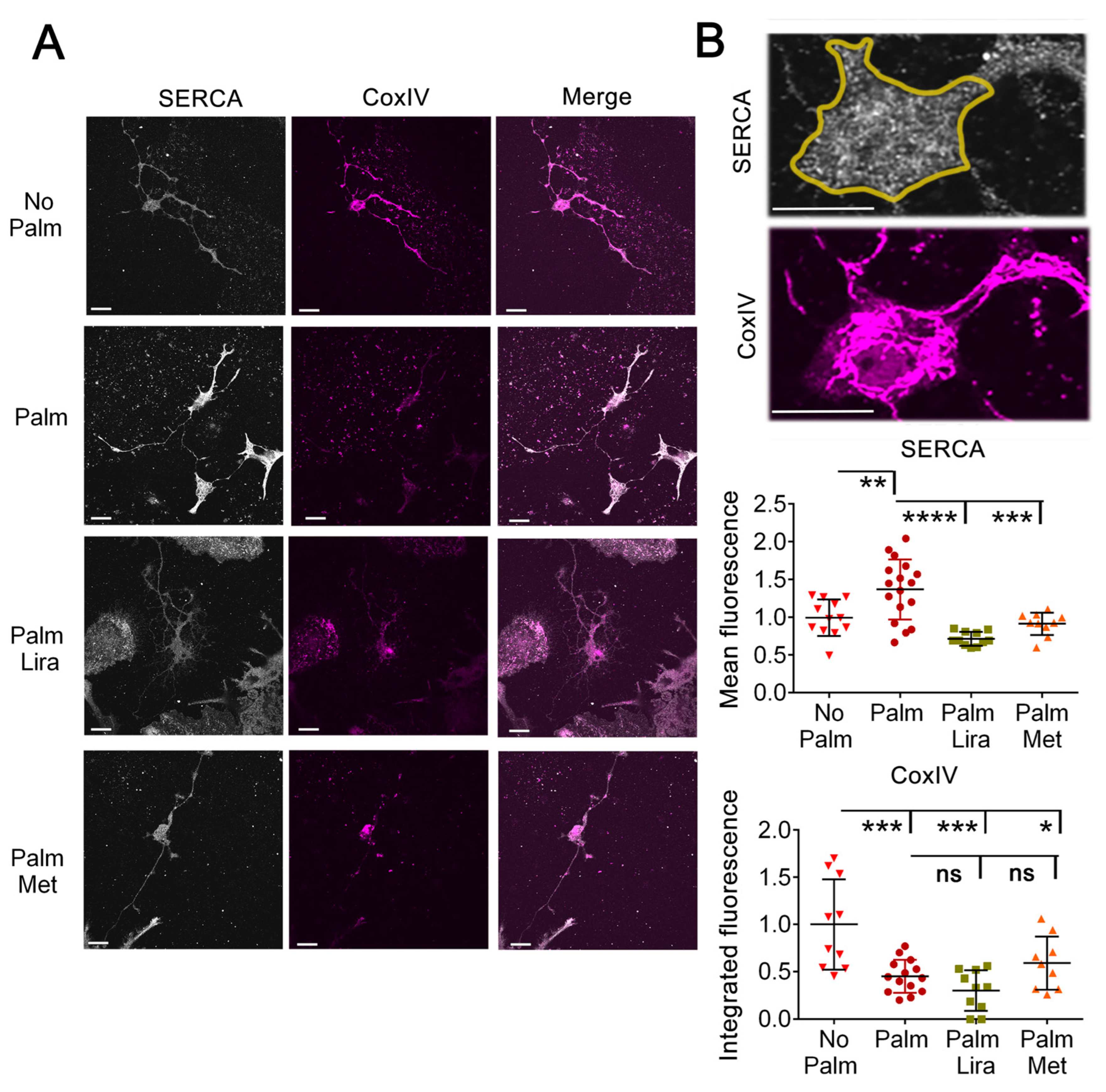 Ijms 24 00629 g005 Ijms 24 00629 g005