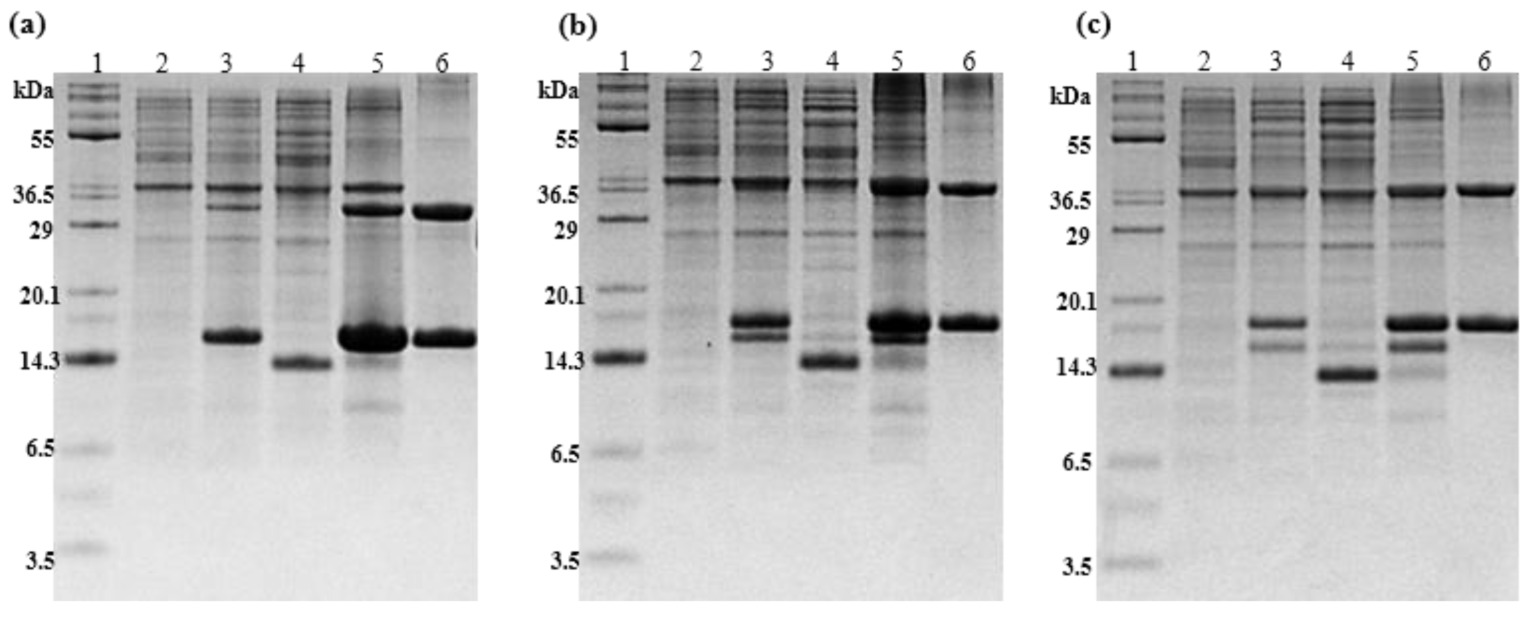 Ijms 24 00636 g001 Ijms 24 00636 g001