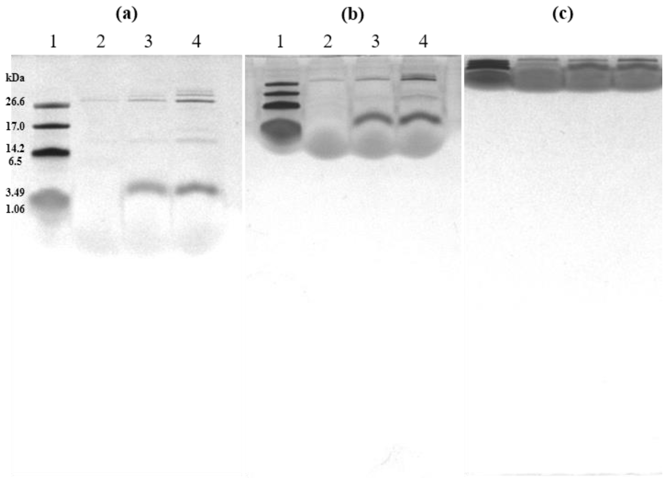 Ijms 24 00636 g003 Ijms 24 00636 g003