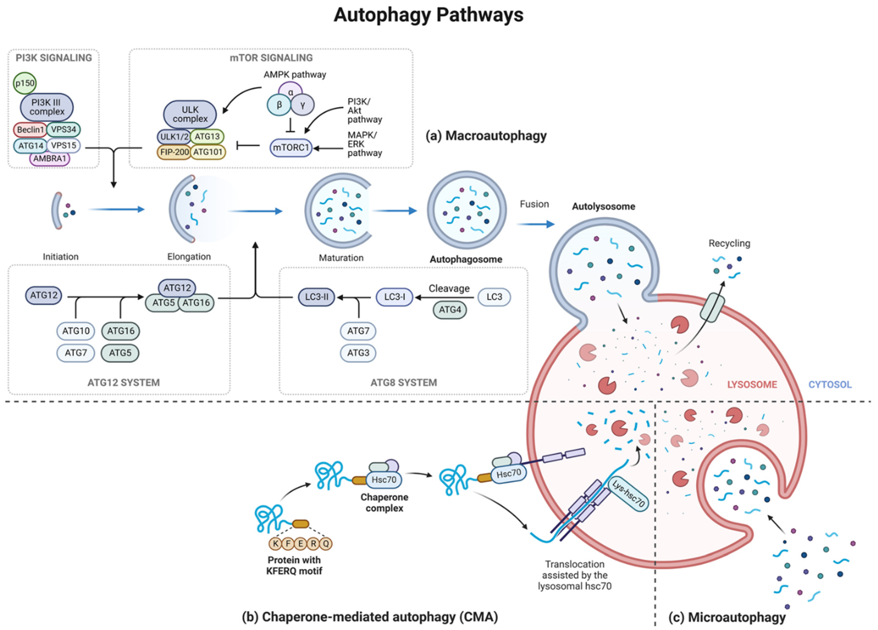 Ijms 24 00644 g002 Ijms 24 00644 g002