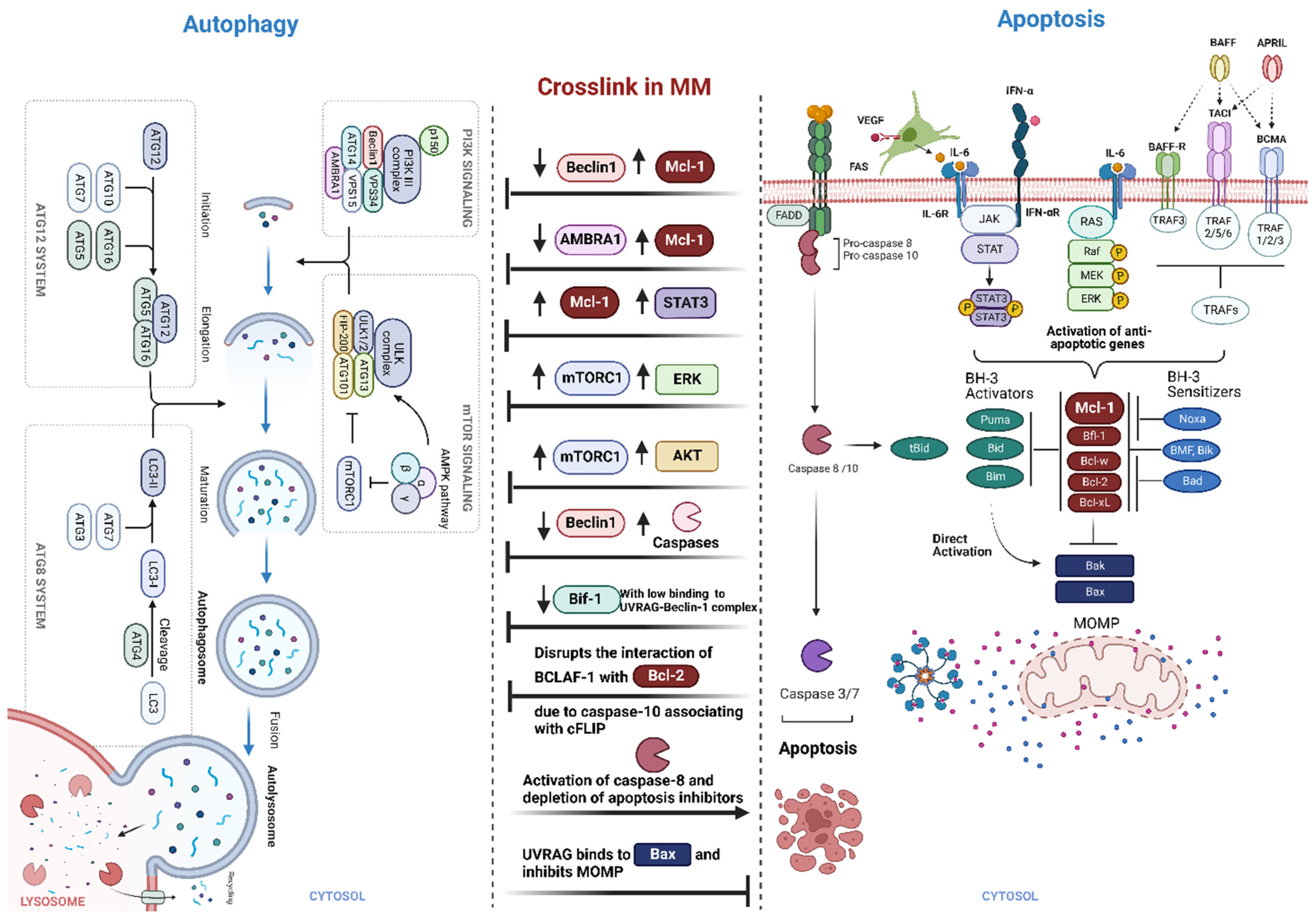Ijms 24 00644 g004 Ijms 24 00644 g004