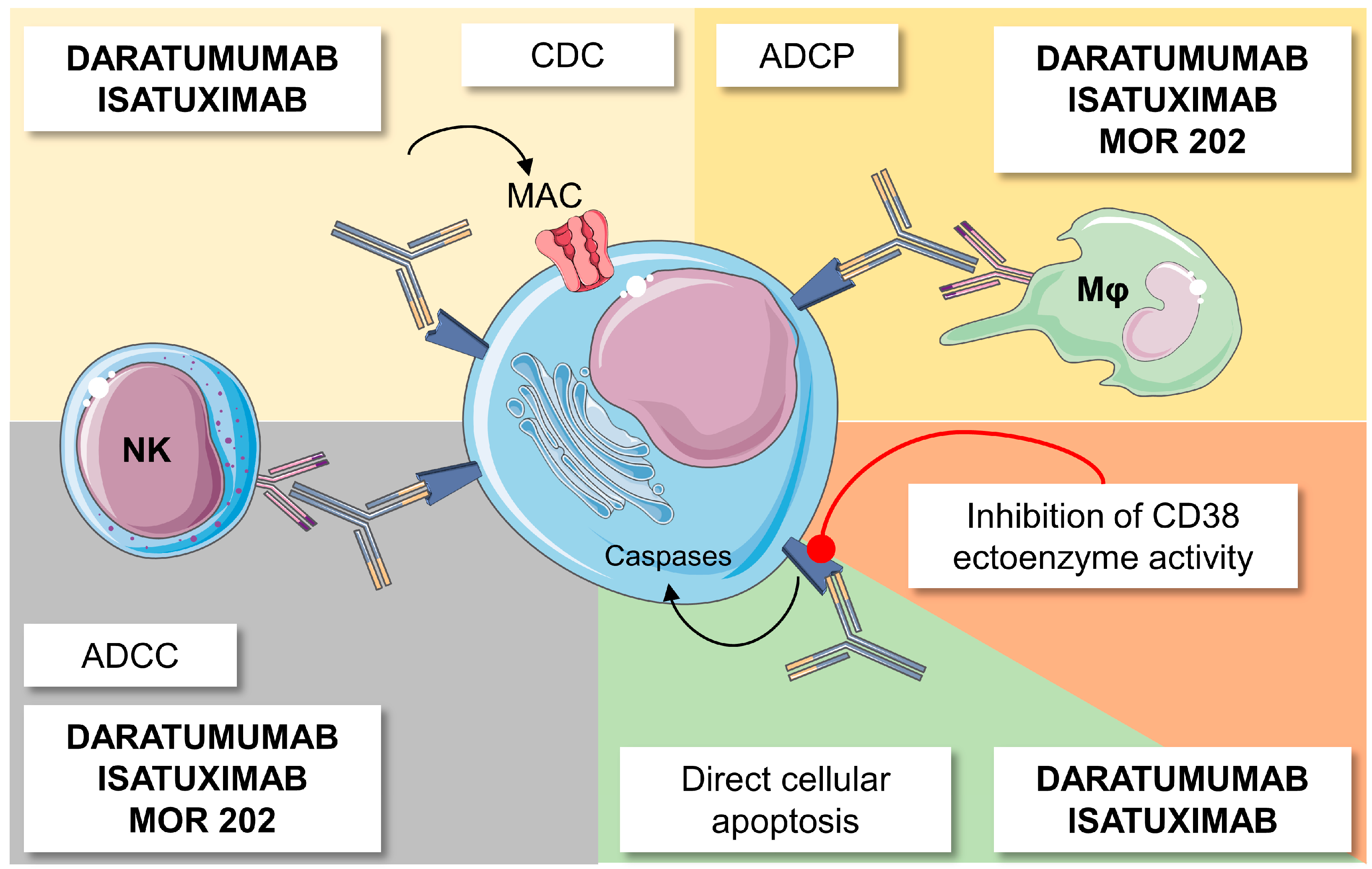 IJMS Free FullText Innovative AntiCD38 and AntiBCMA Targeted