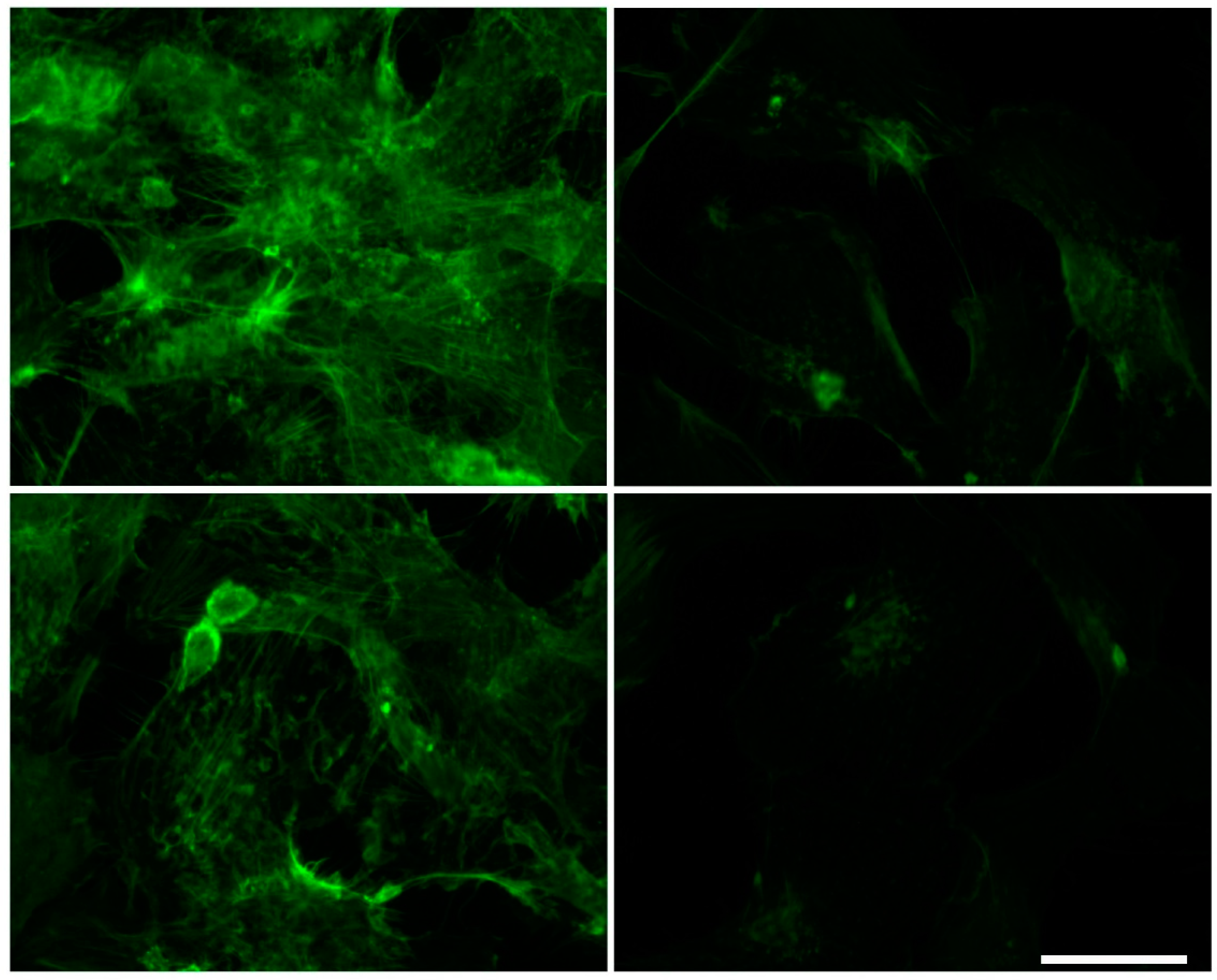 Ijms 24 00691 g004 Ijms 24 00691 g004