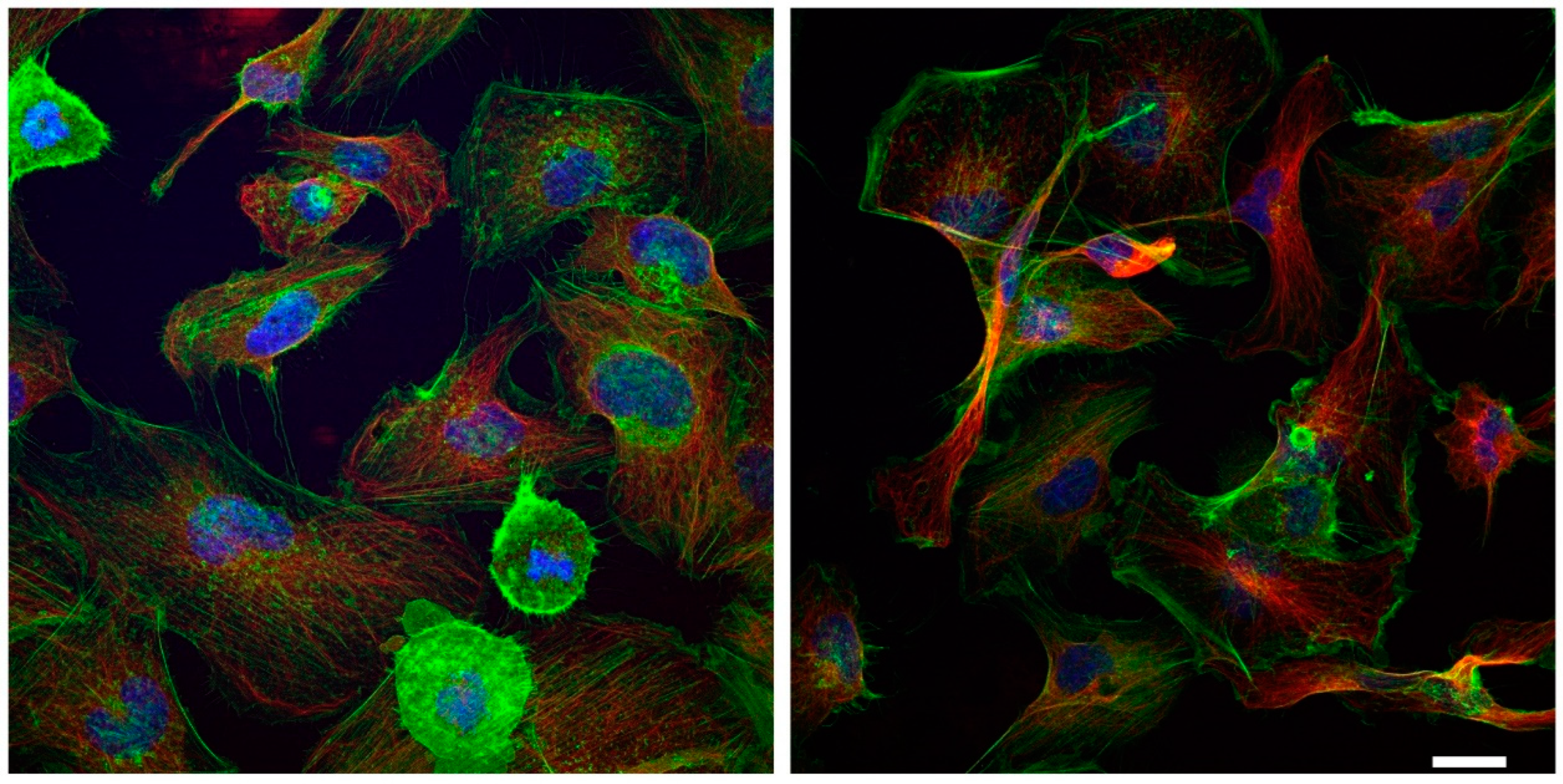 Ijms 24 00691 g005 Ijms 24 00691 g005