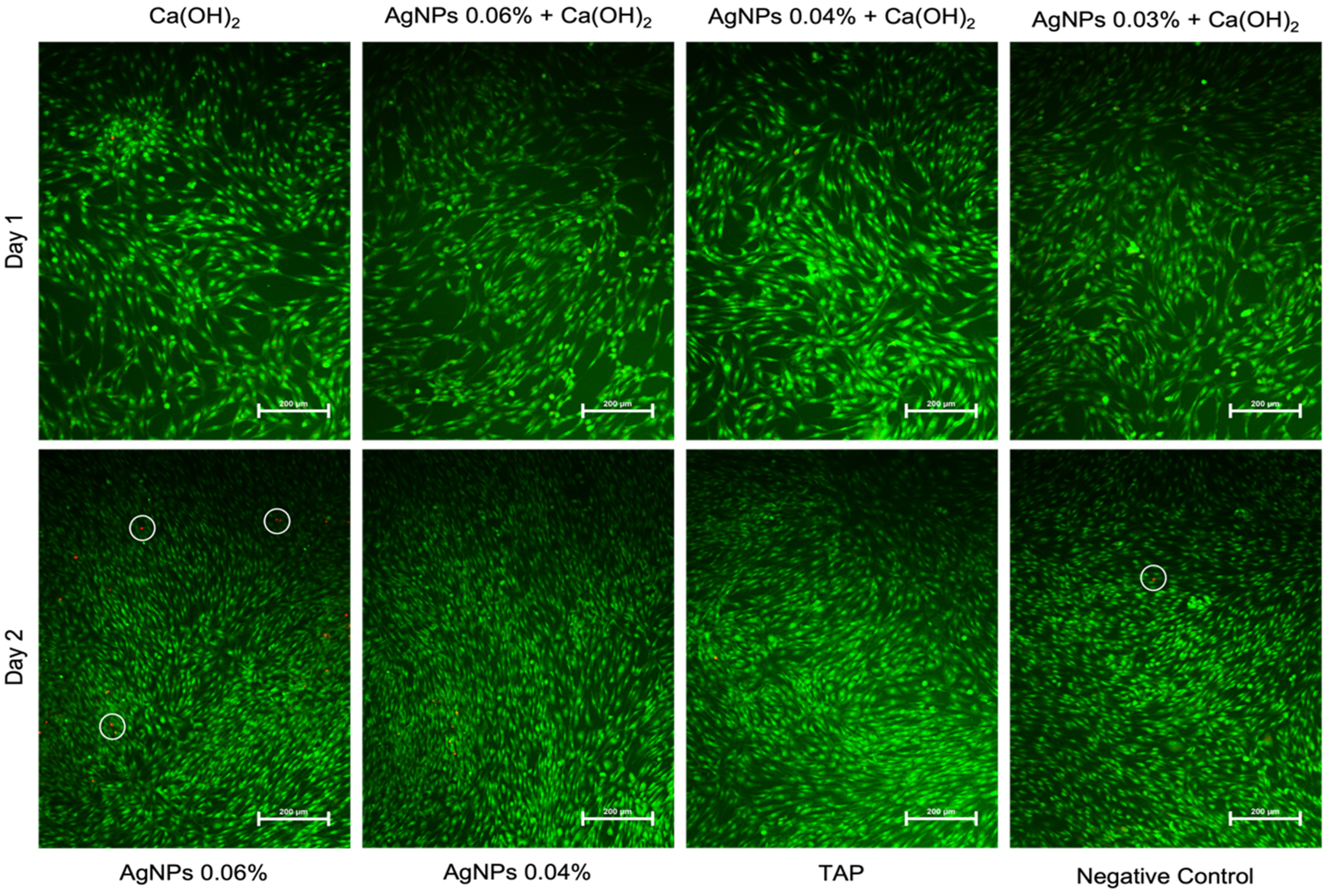 Ijms 24 00702 g006a Ijms 24 00702 g006a
