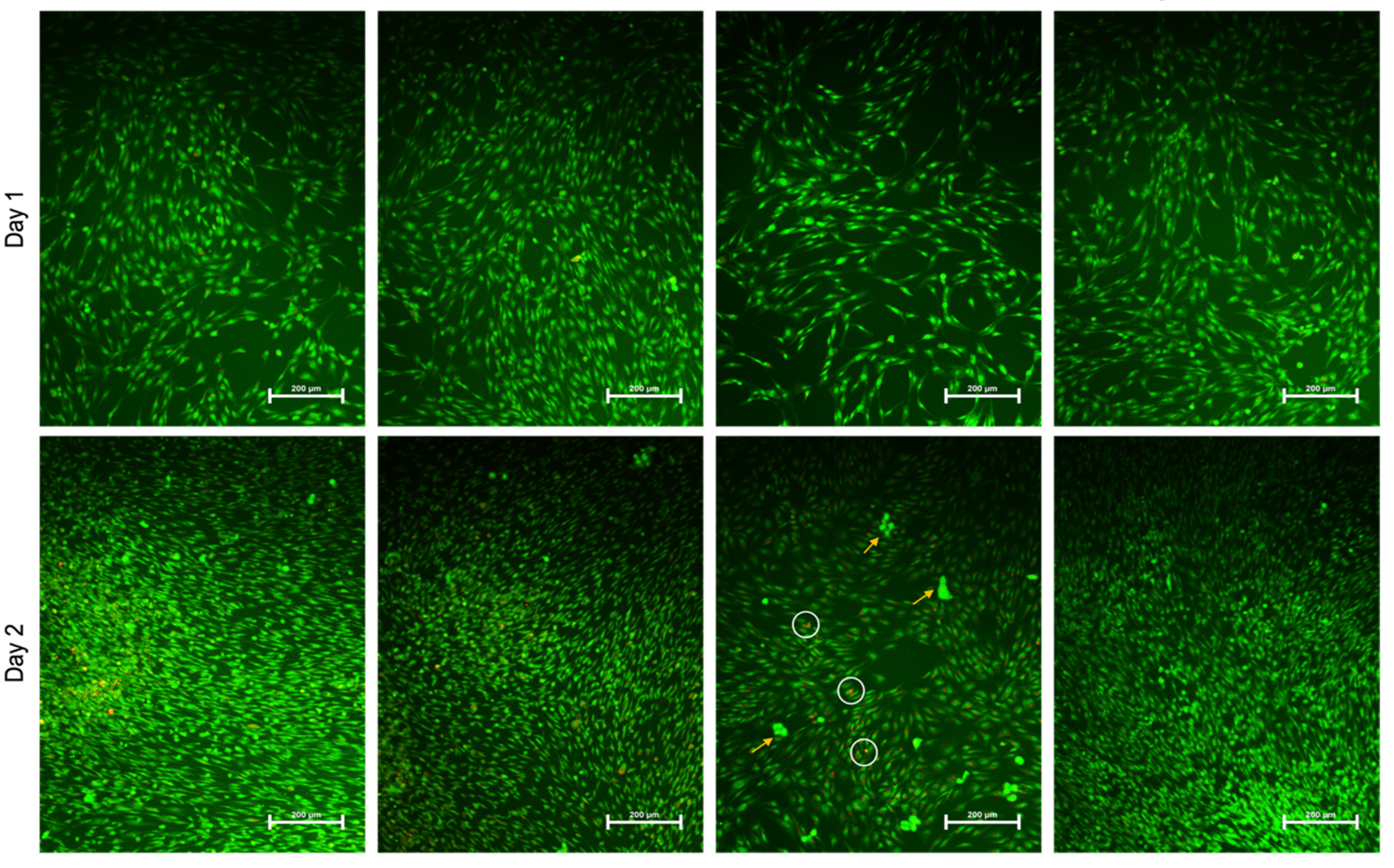 Ijms 24 00702 g006b Ijms 24 00702 g006b