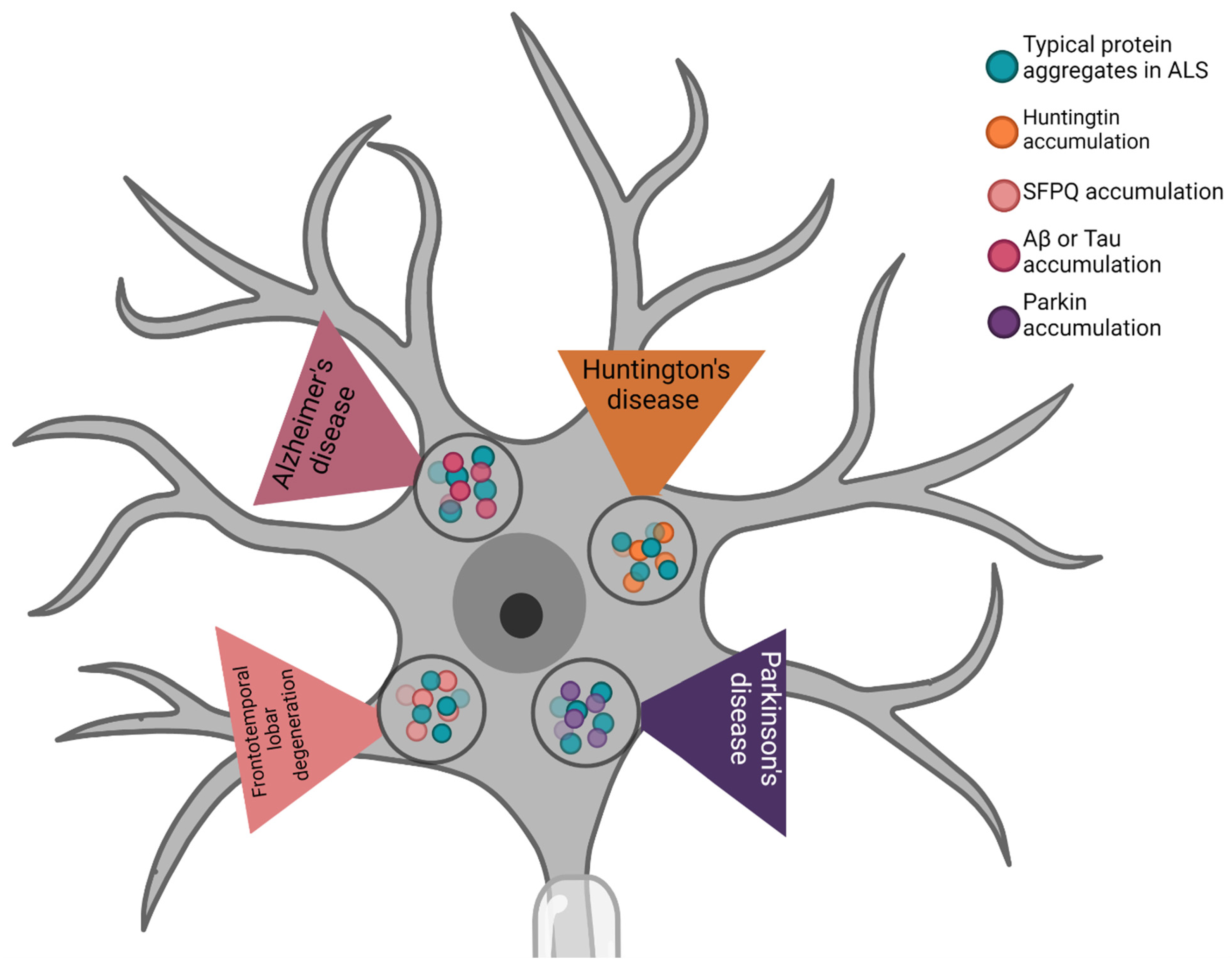 IJMS Free FullText Molecular Investigations of Protein Aggregation