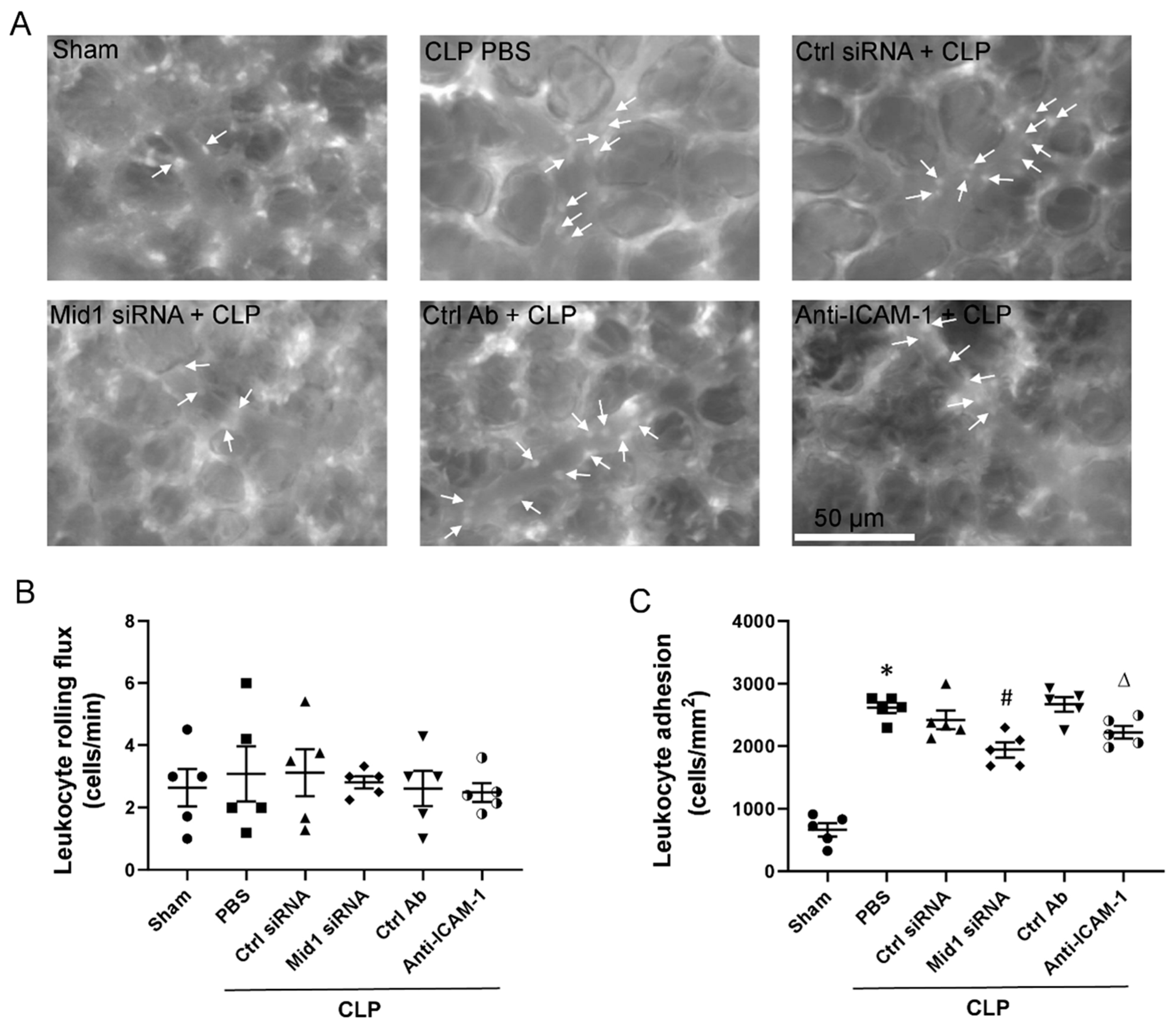 Ijms 24 00705 g003 Ijms 24 00705 g003