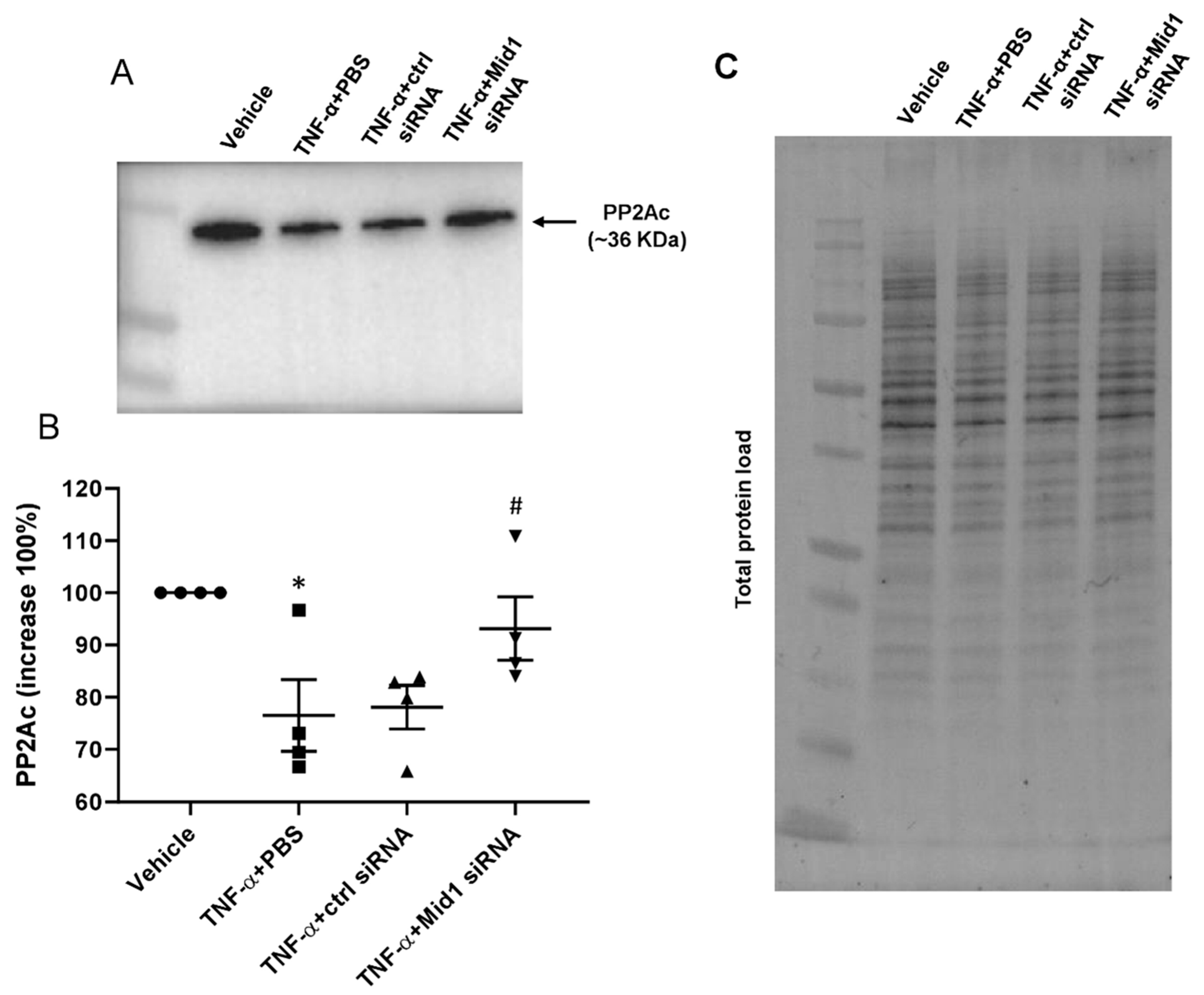 Ijms 24 00705 g005 Ijms 24 00705 g005