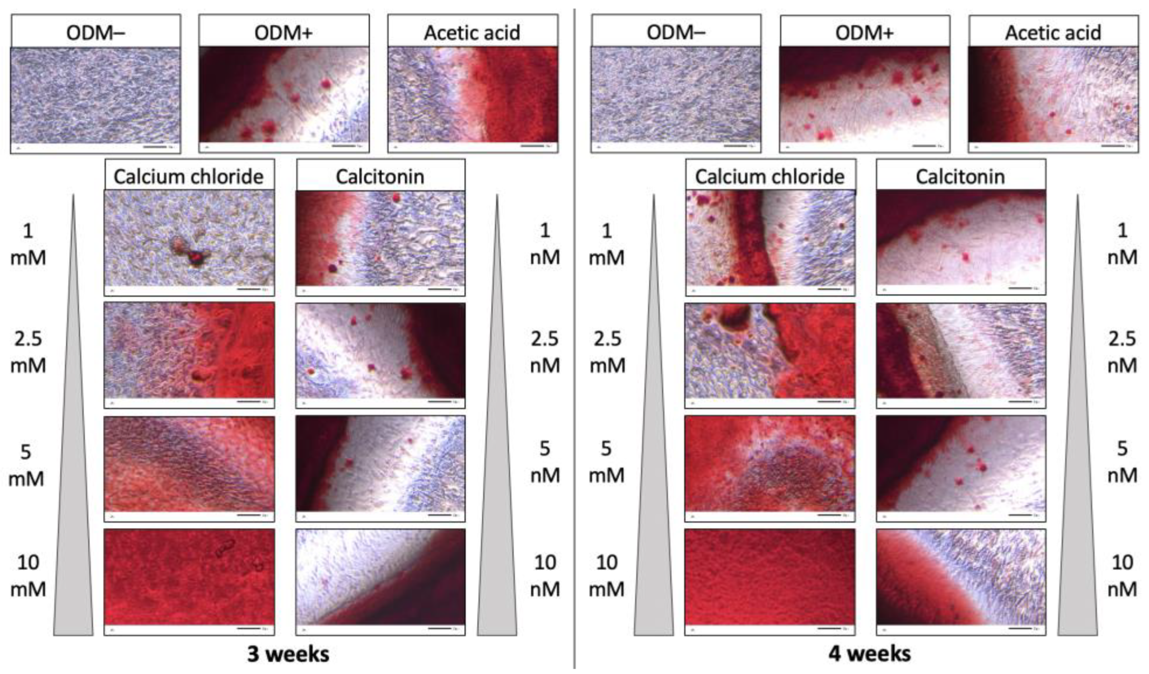 Ijms 24 00723 g001 Ijms 24 00723 g001