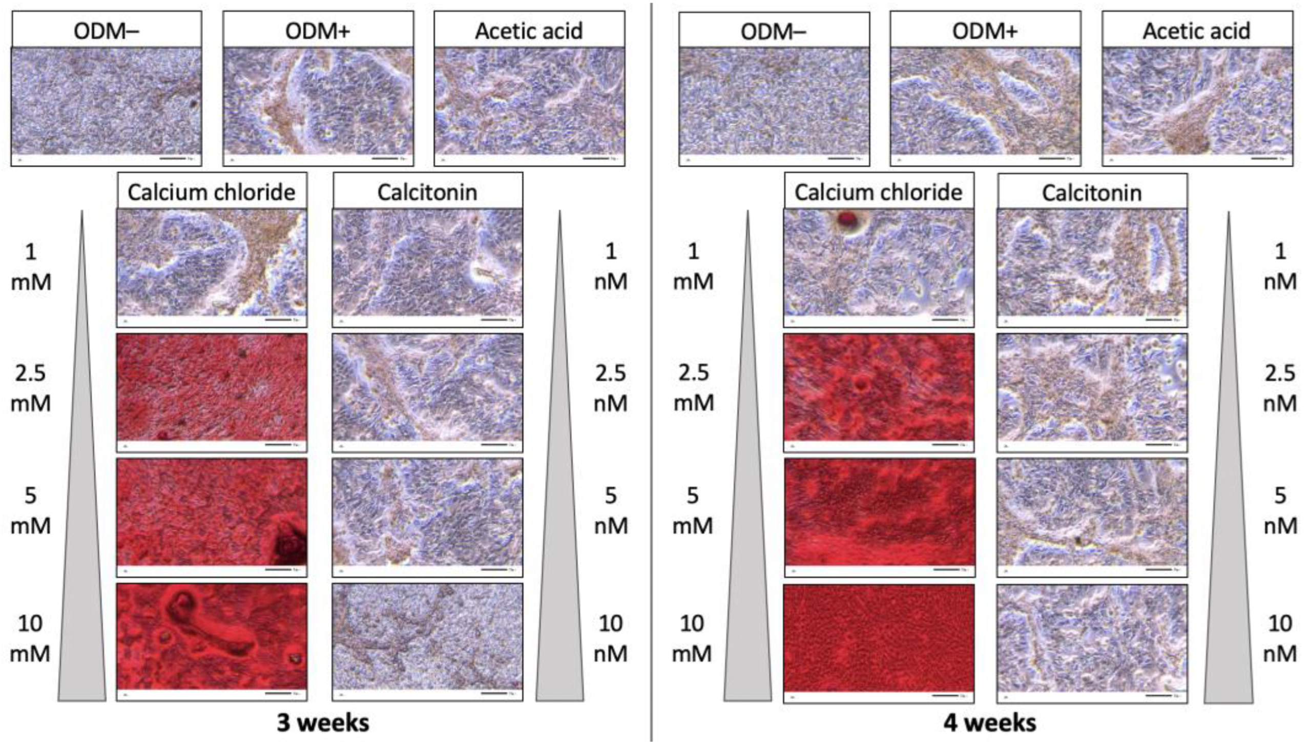 Ijms 24 00723 g003 Ijms 24 00723 g003