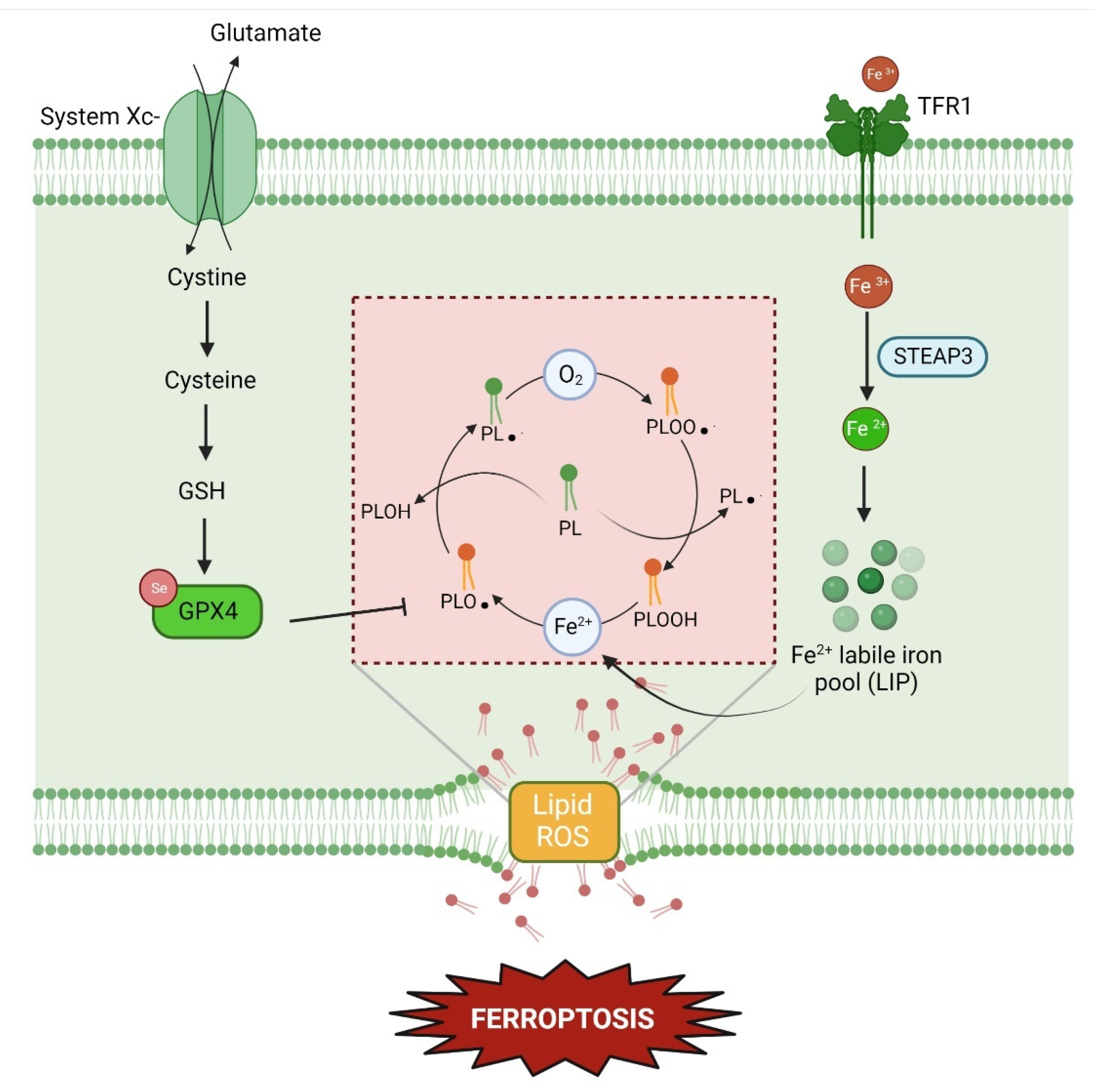 Ijms 24 00731 g003 Ijms 24 00731 g003