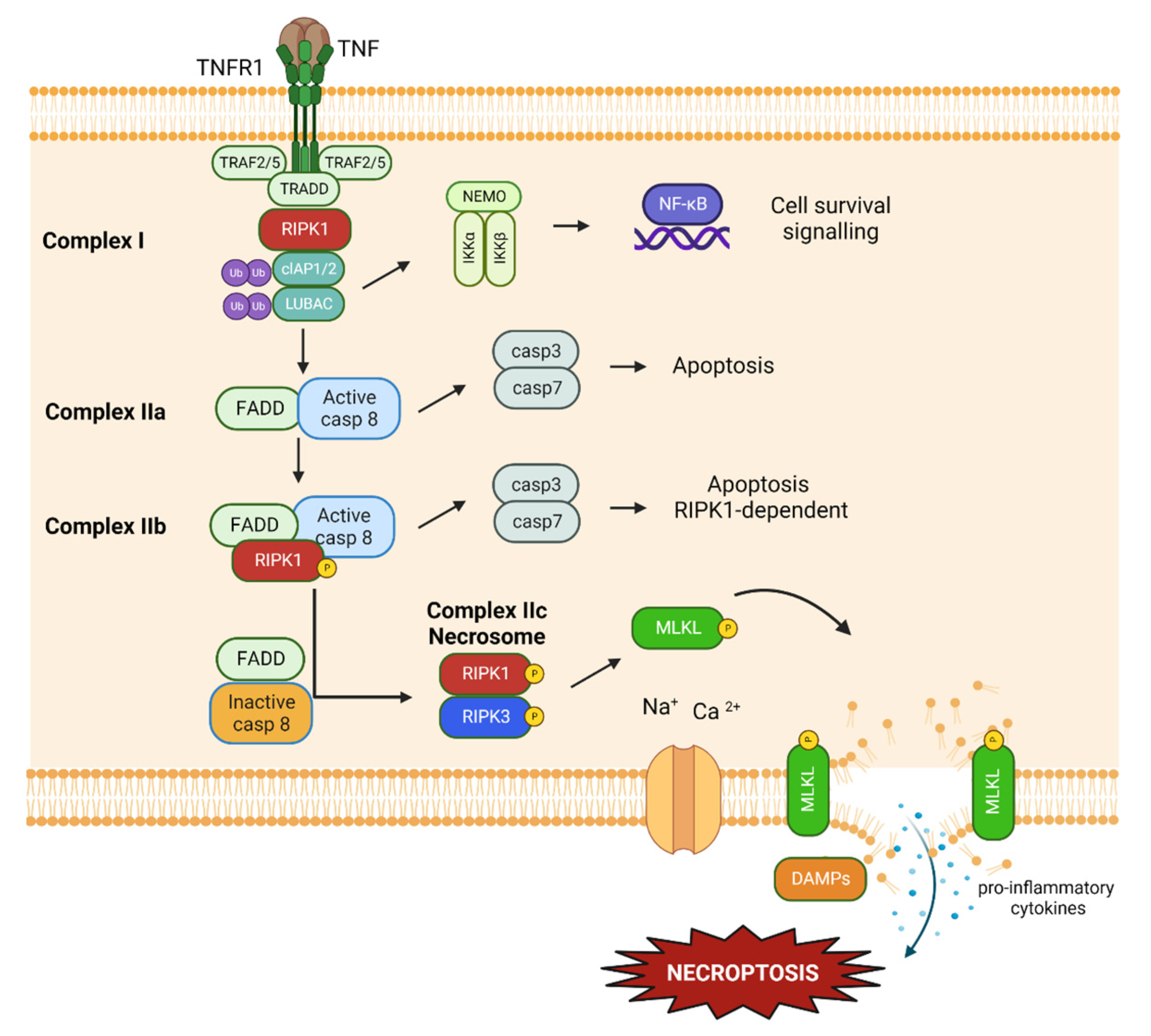 Ijms 24 00731 g004 Ijms 24 00731 g004